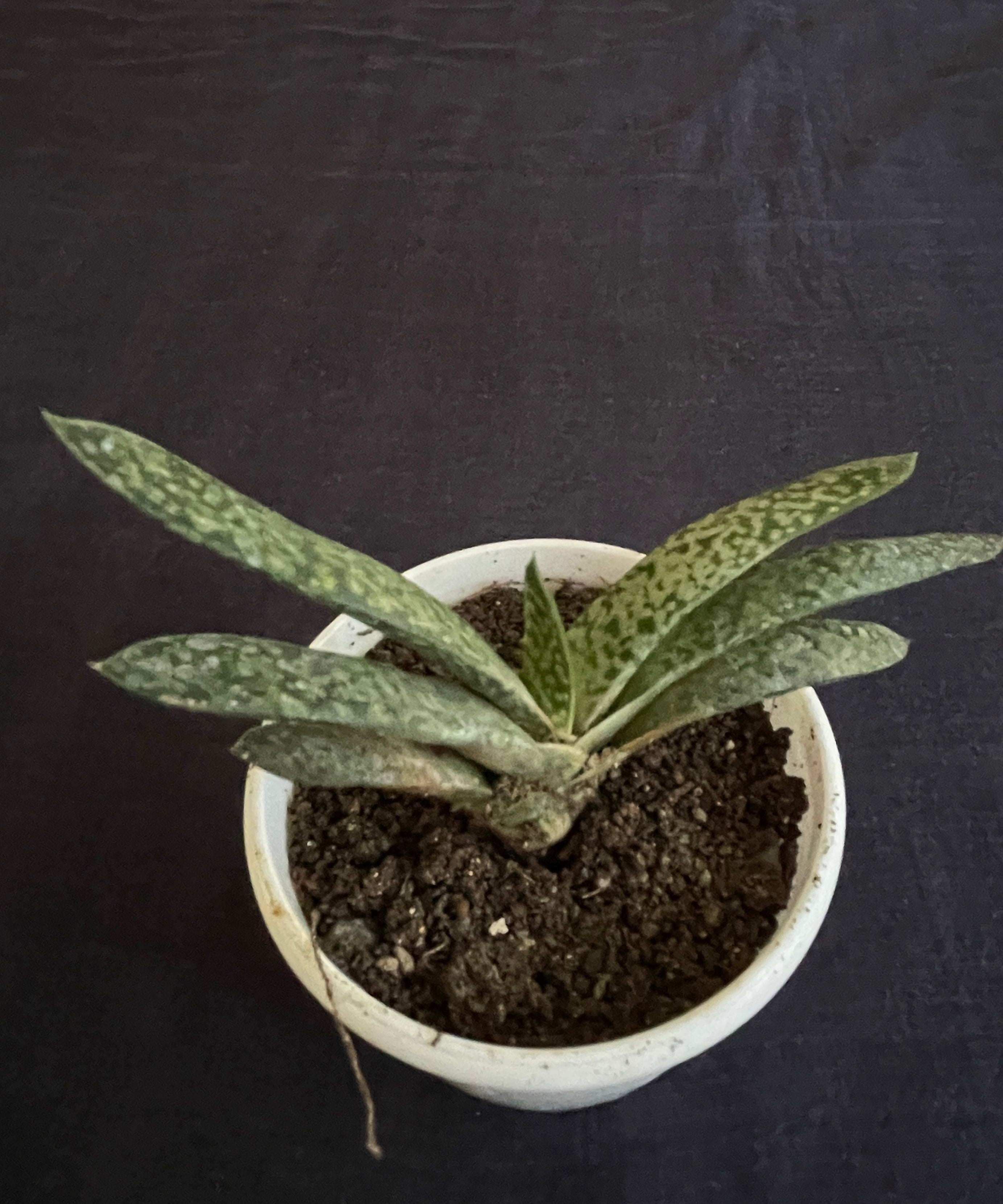Gasteria Obliqua Single