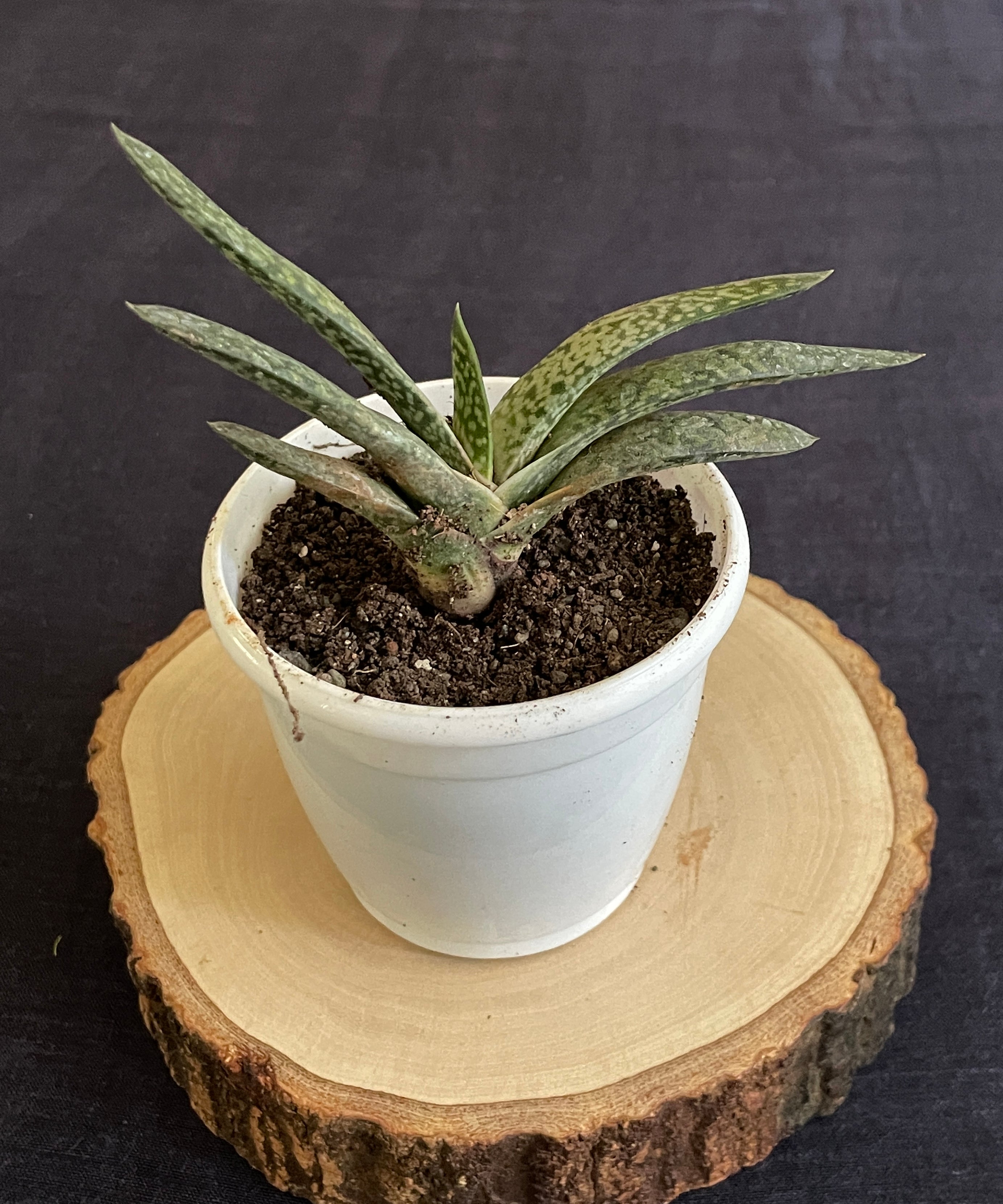 Gasteria Obliqua Single
