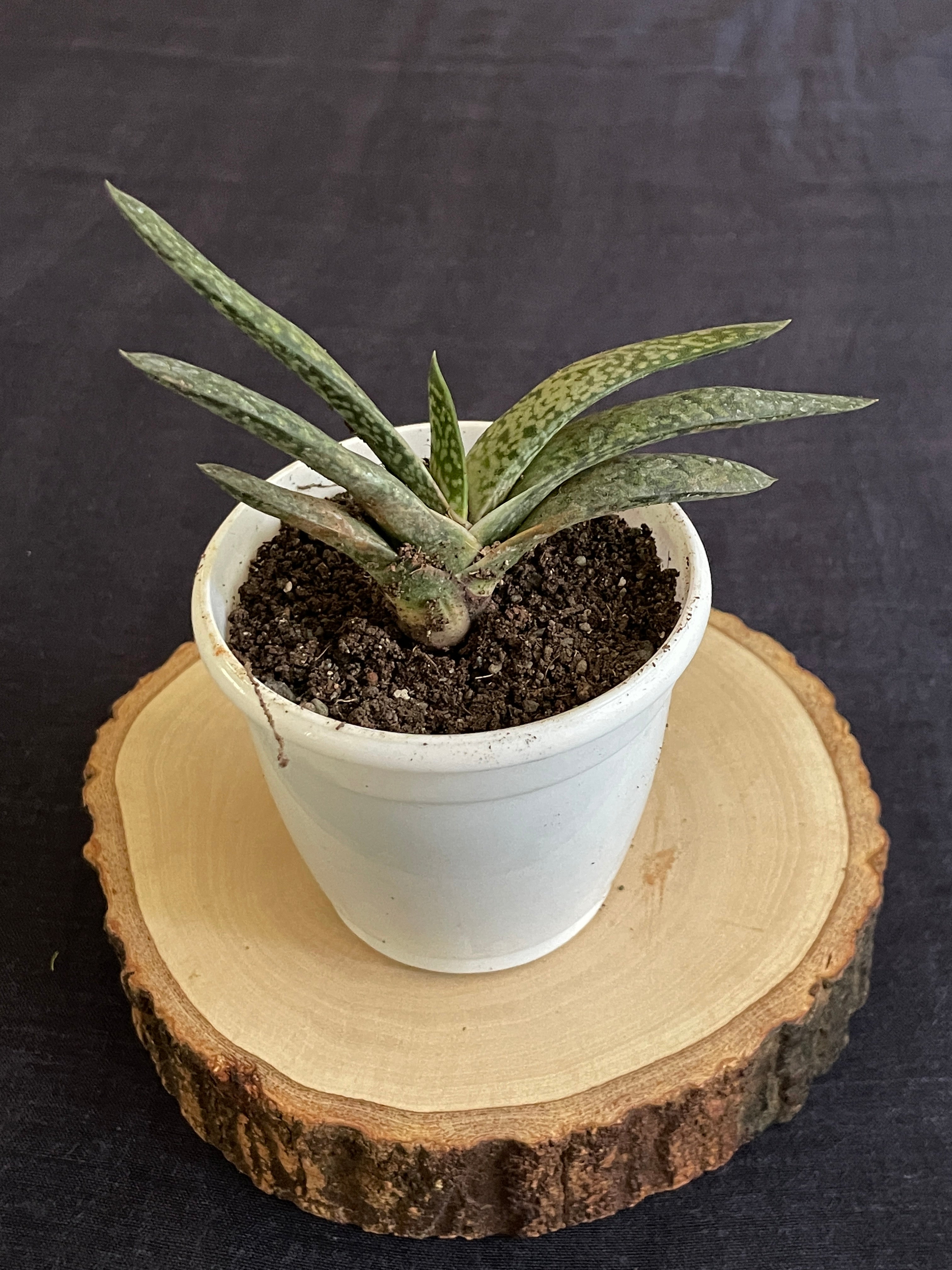 Gasteria Obliqua Single