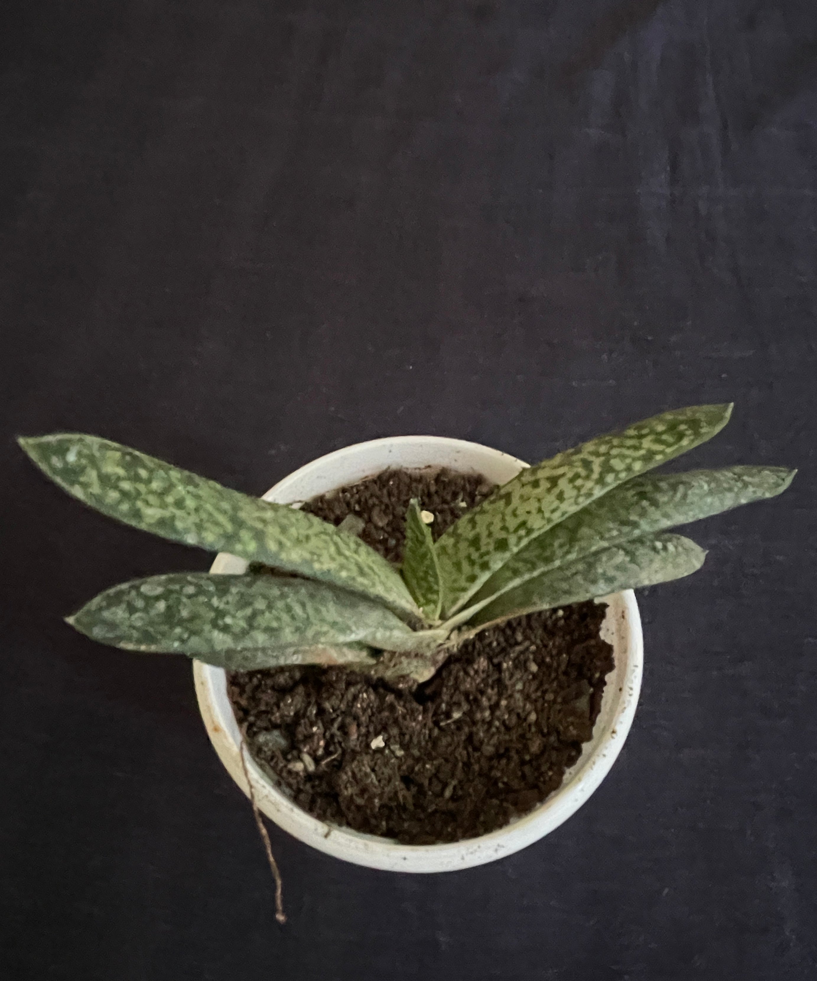 Gasteria Obliqua Single 