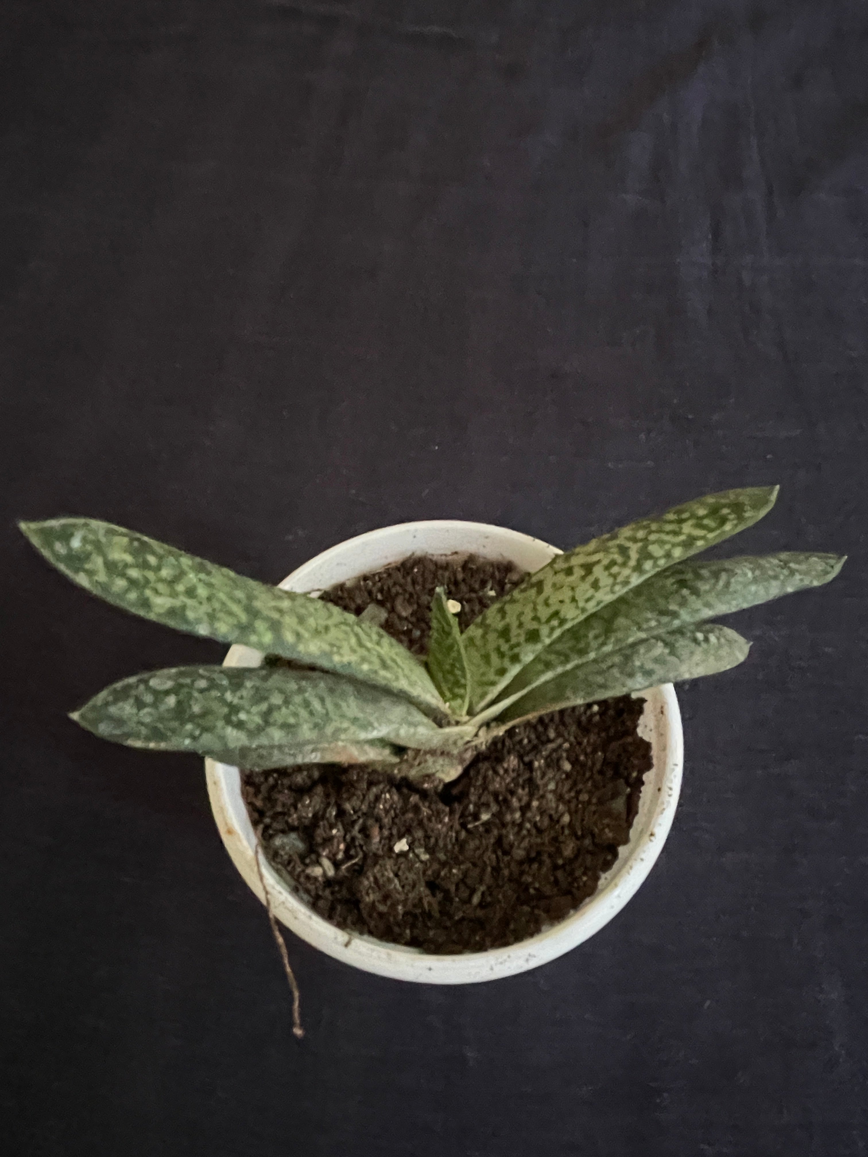 Gasteria Obliqua Single 