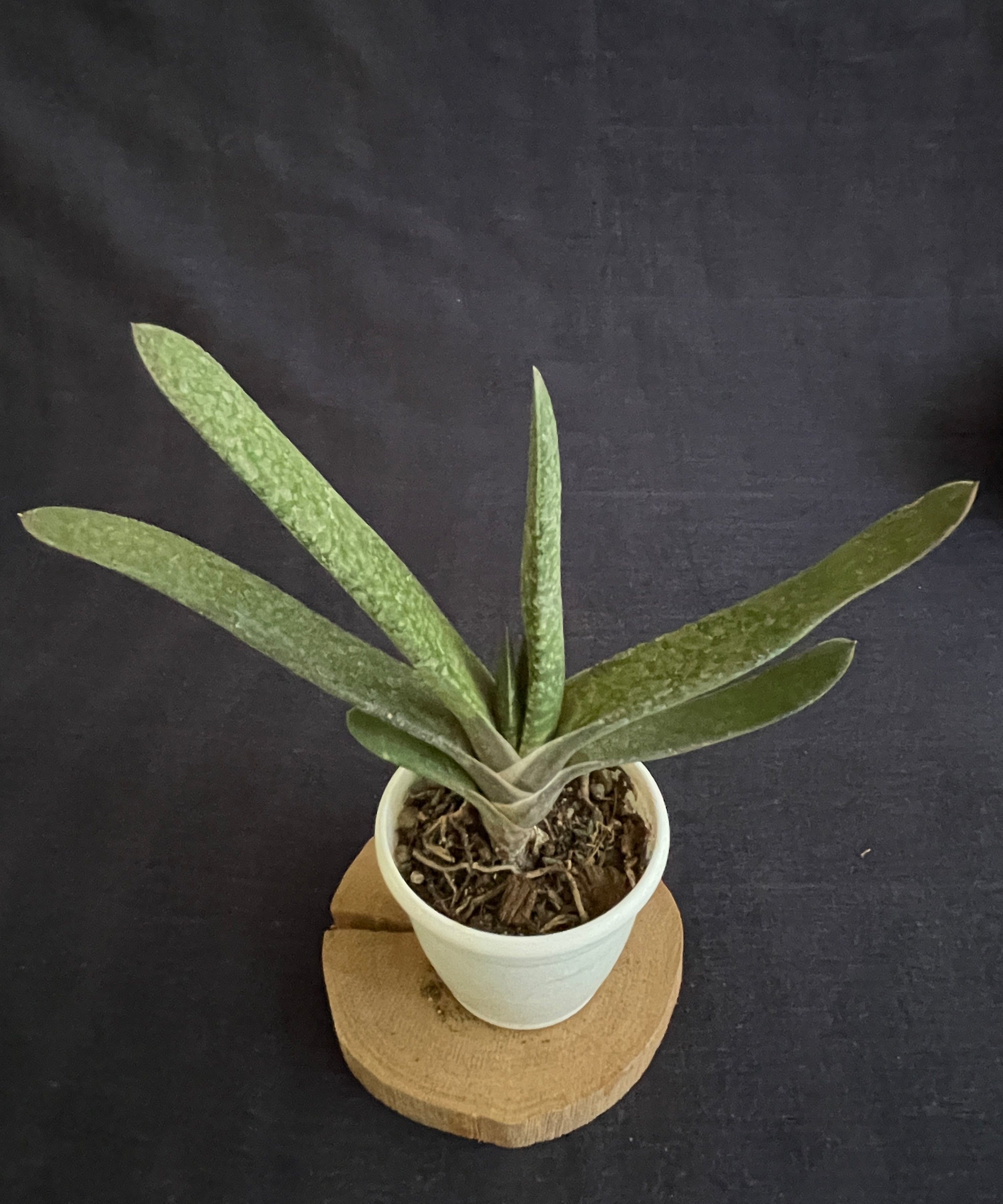Gasteria bicolor Hybrid
