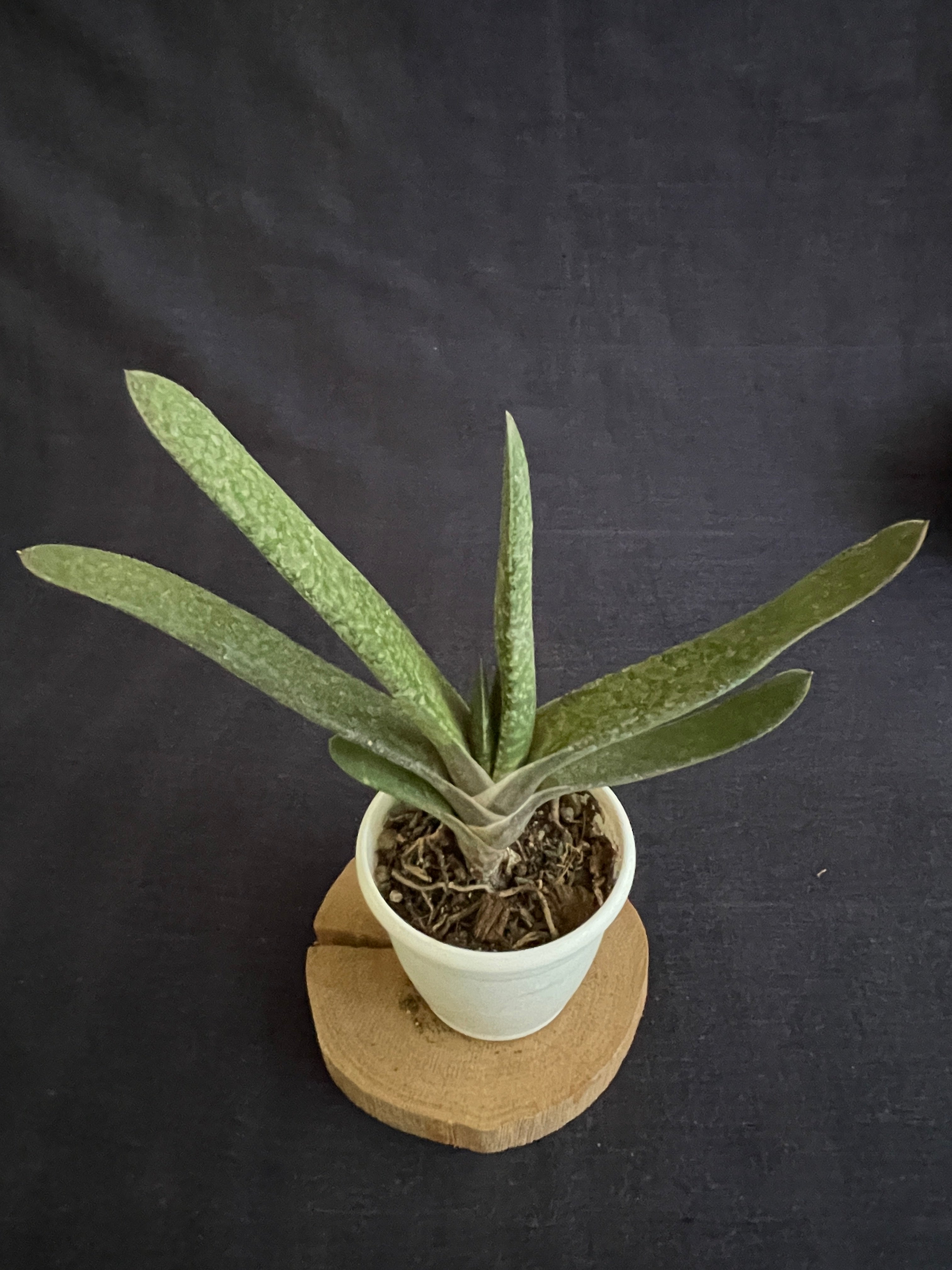 Gasteria bicolor Hybrid
