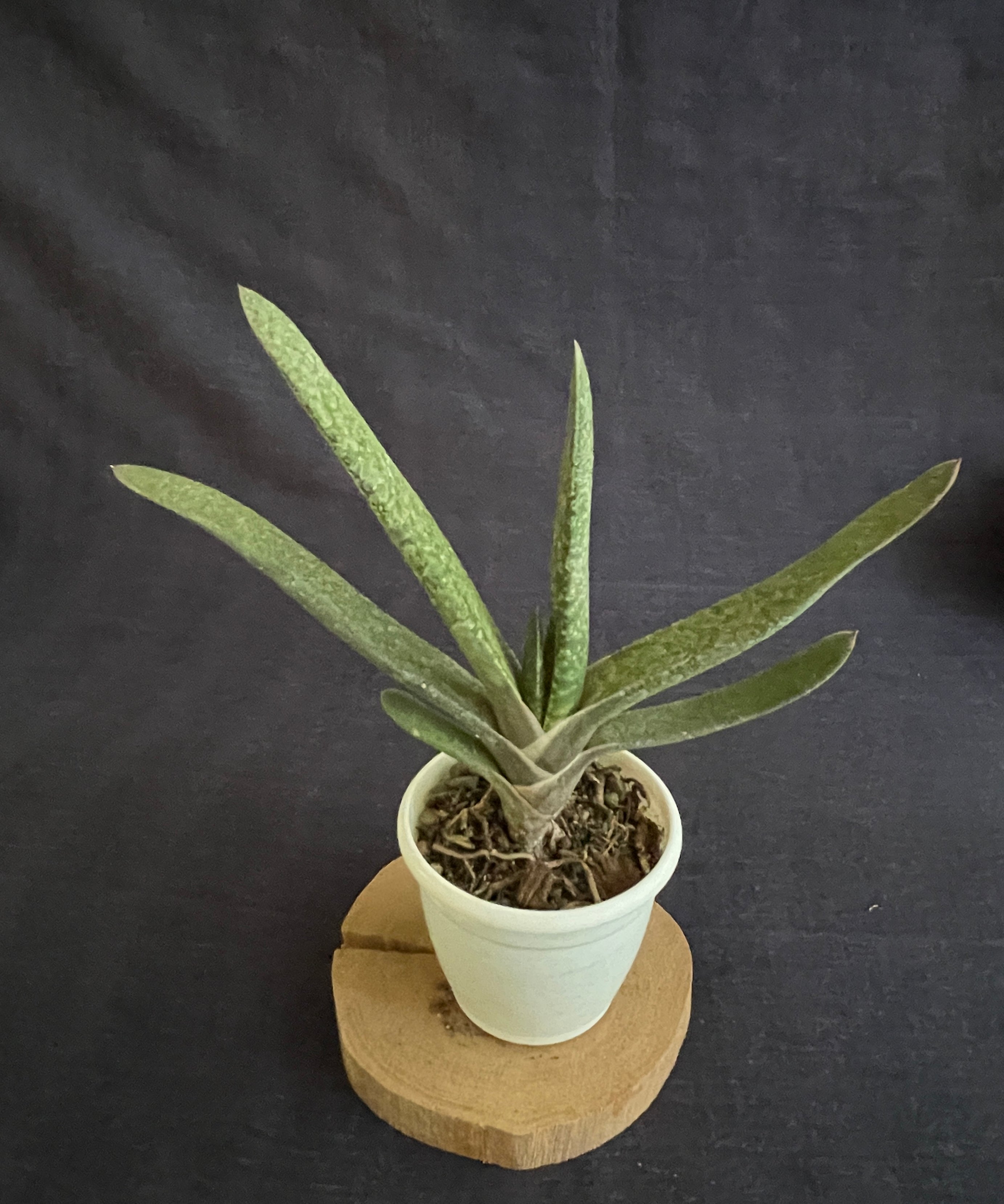 Gasteria bicolor Hybrid
