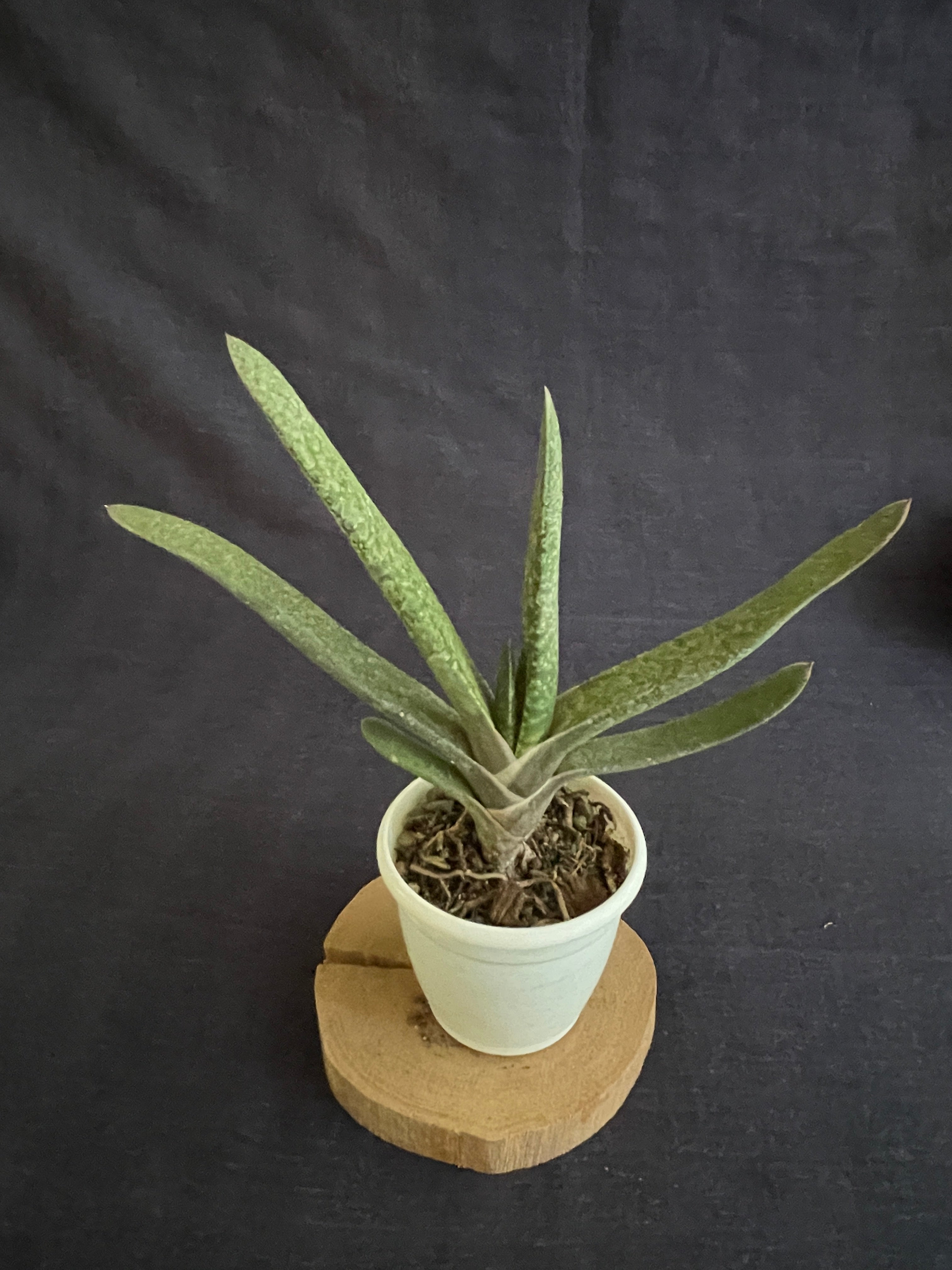 Gasteria bicolor Hybrid
