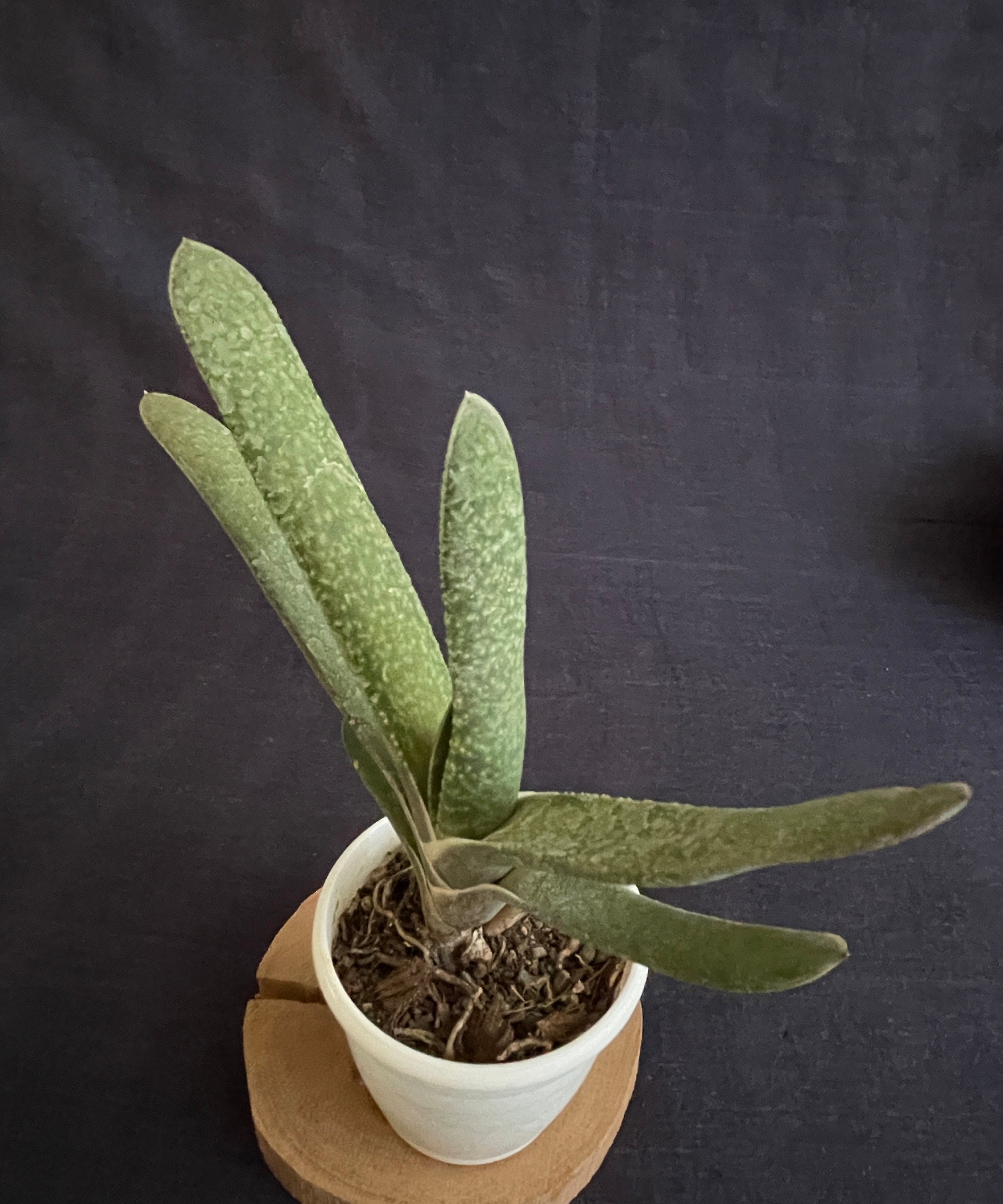 Gasteria bicolor Hybrid
