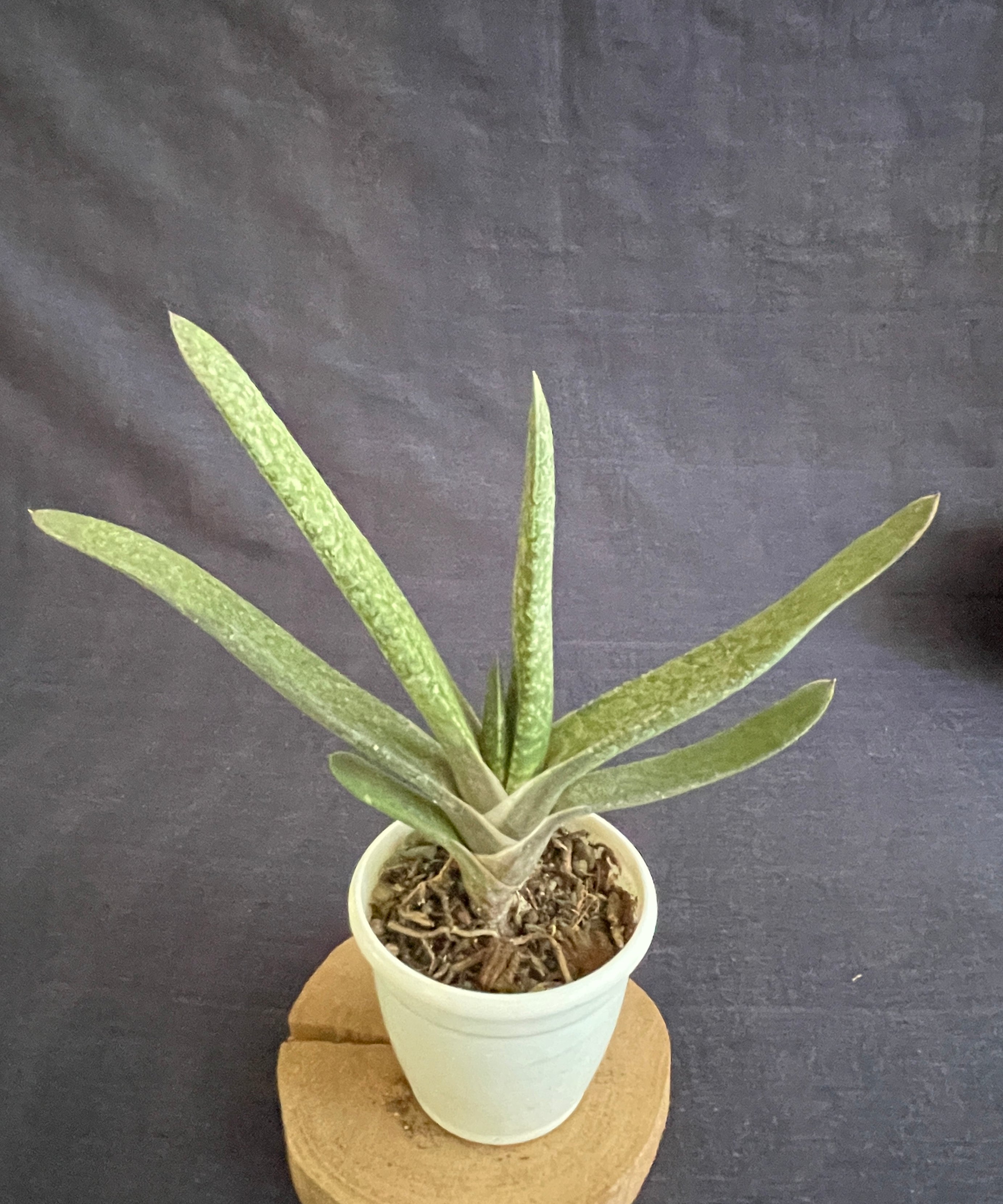 Gasteria bicolor Hybrid
