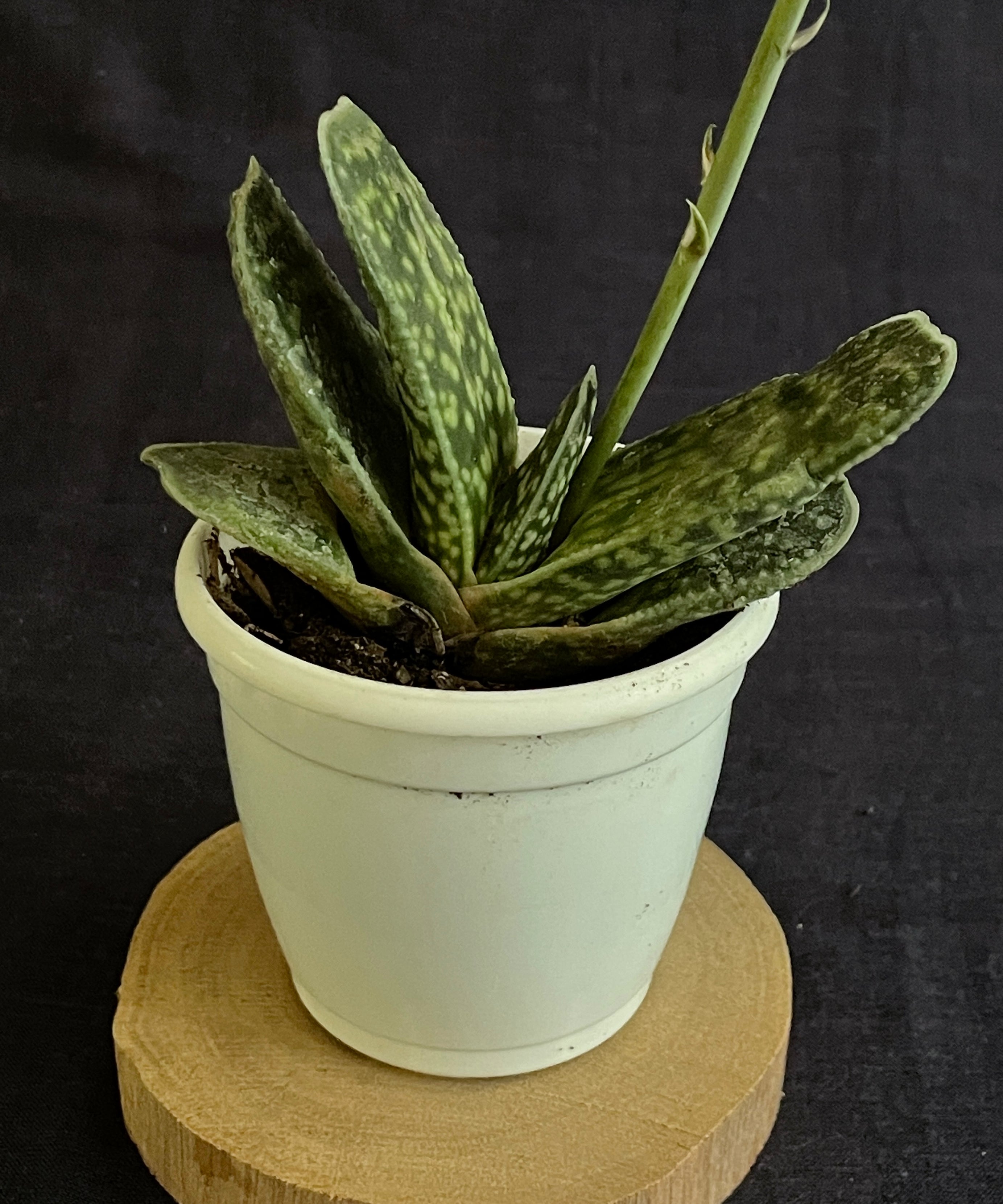 Gasteria disticha
