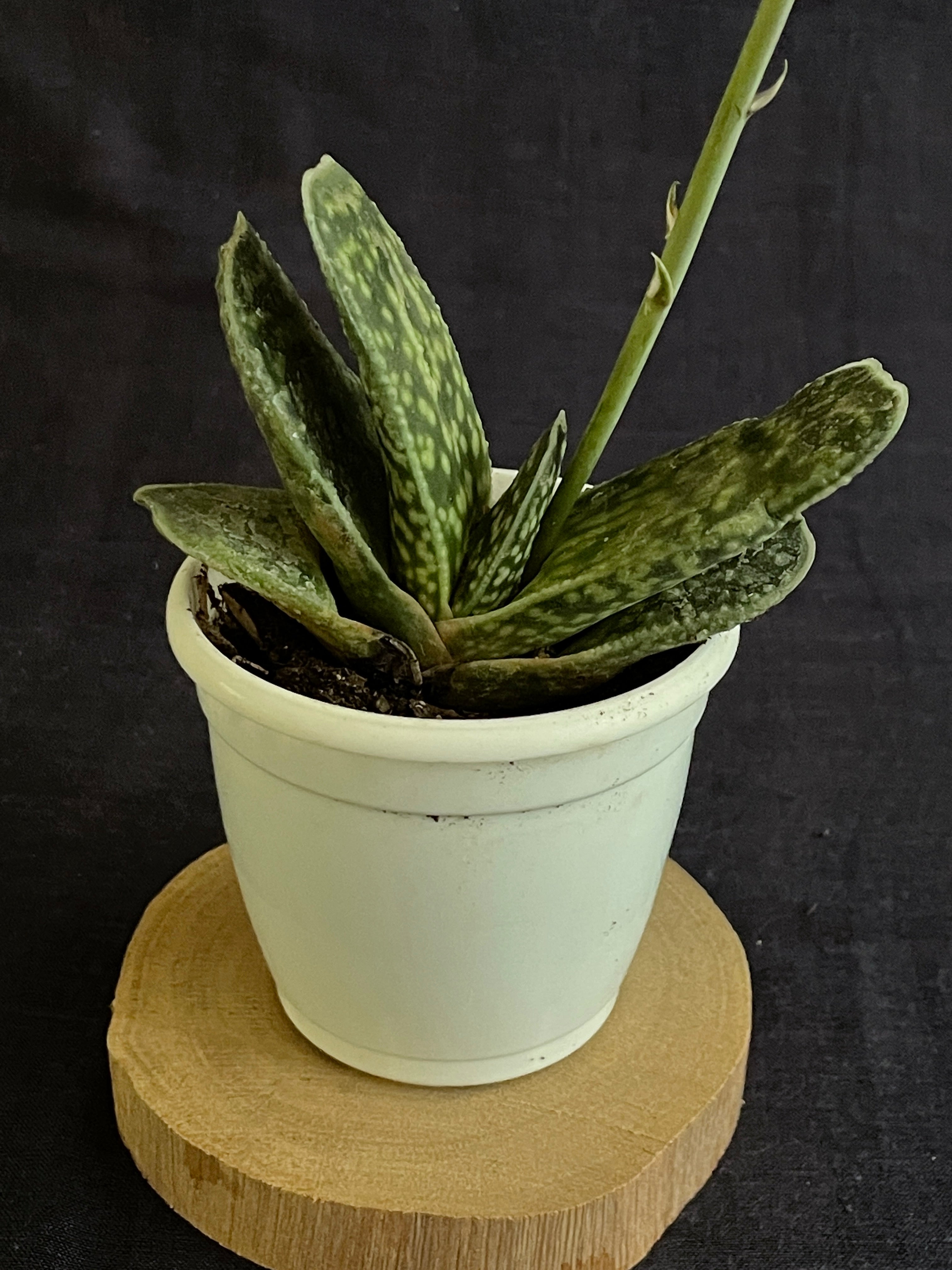 Gasteria disticha
