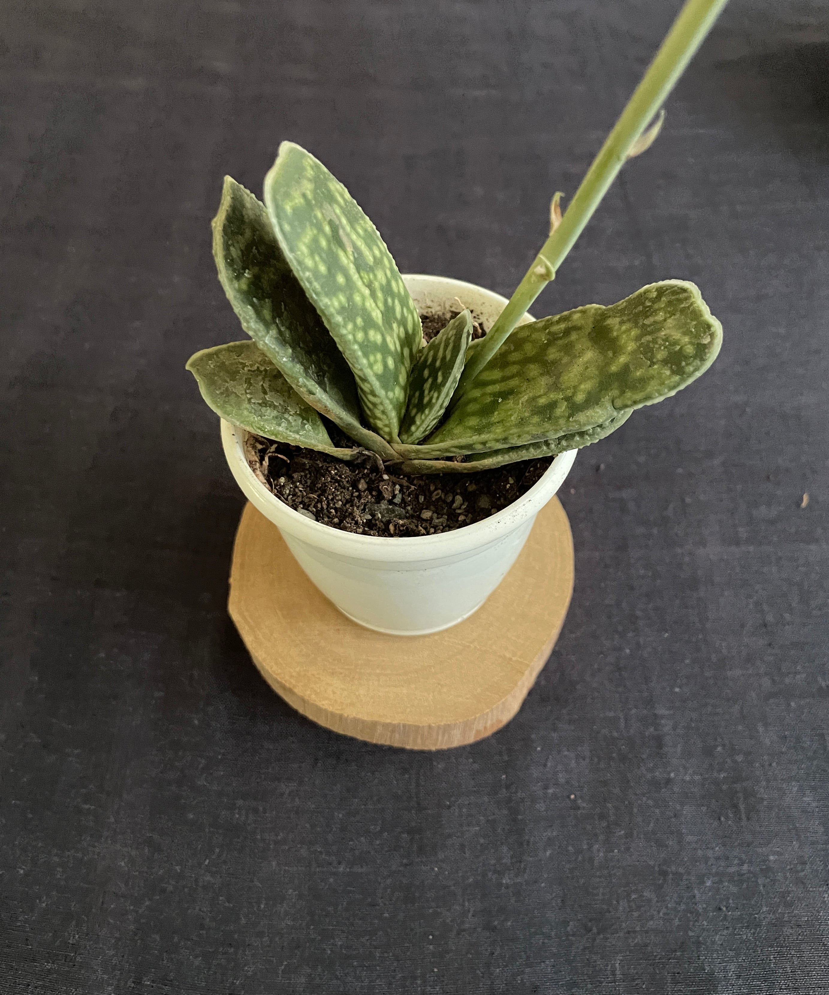 Gasteria disticha
