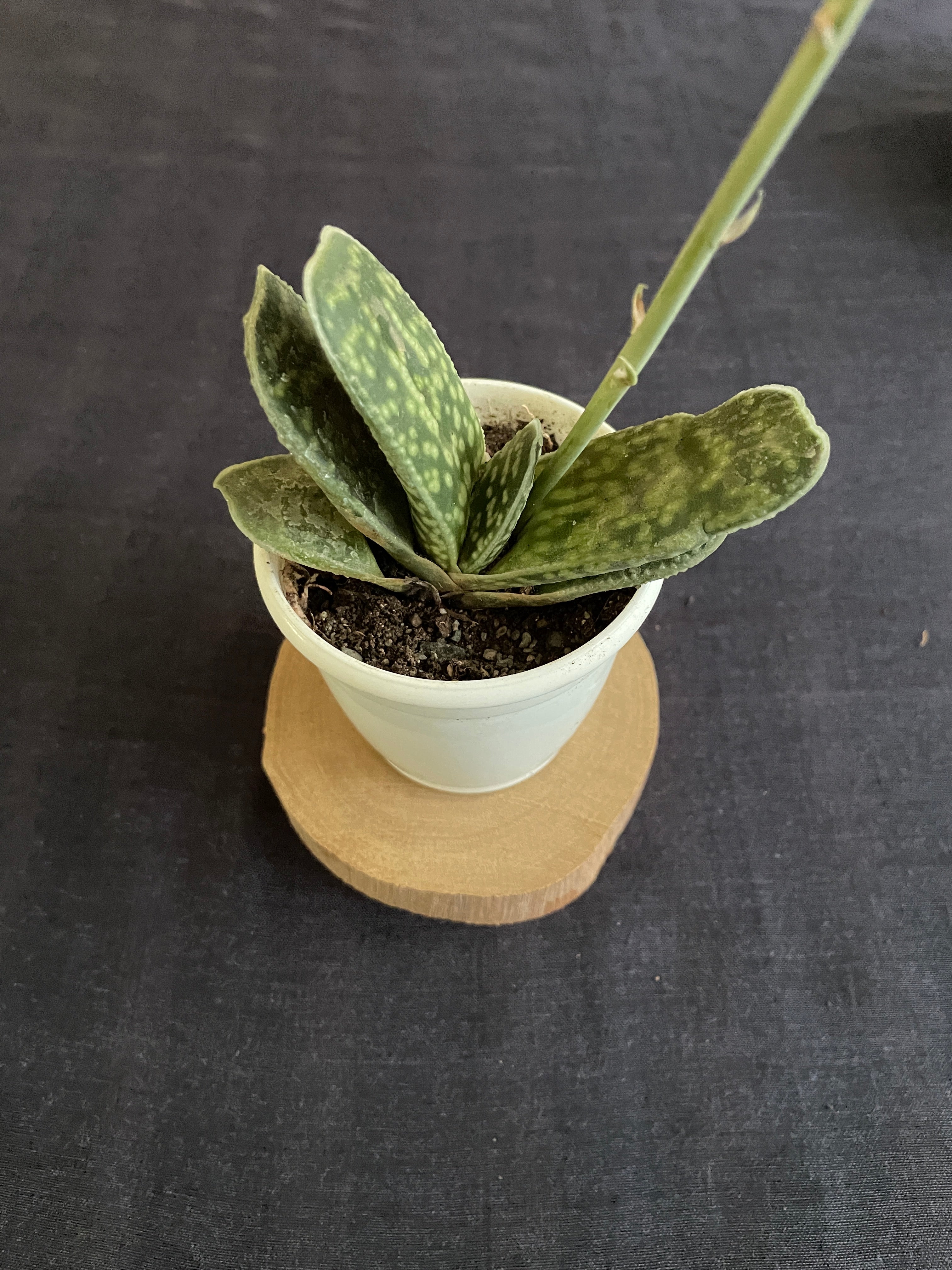 Gasteria disticha
