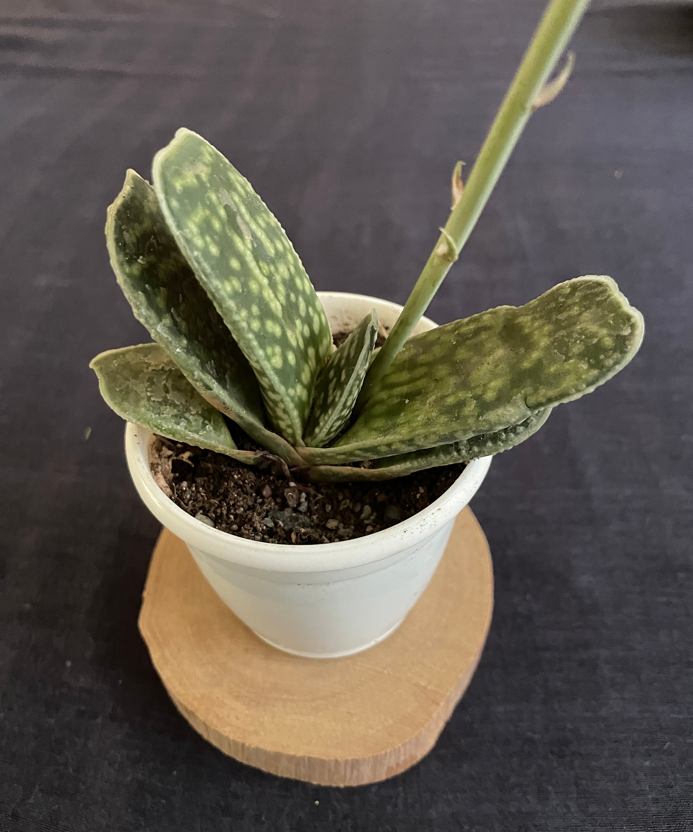 Gasteria disticha

