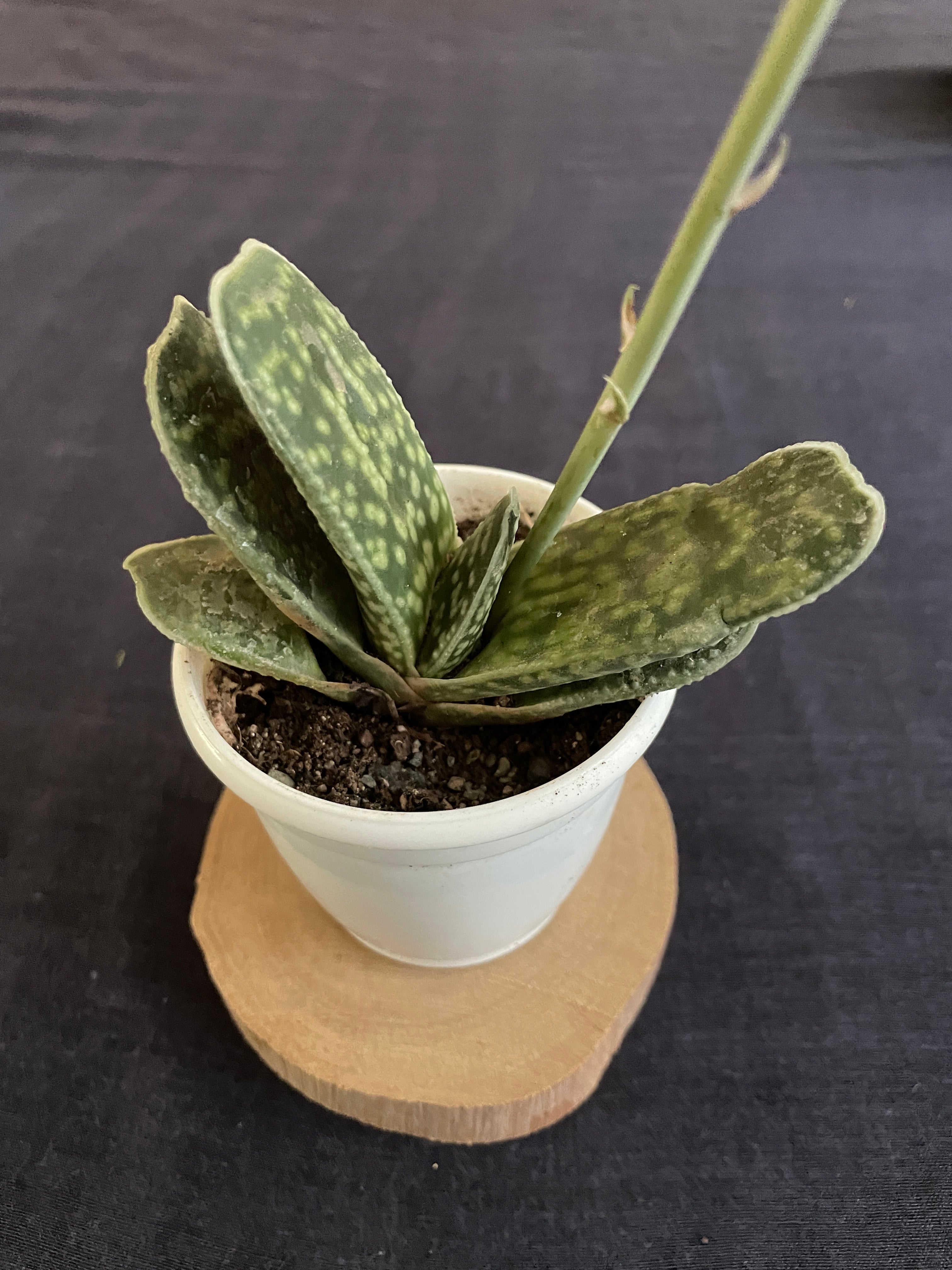 Gasteria disticha
