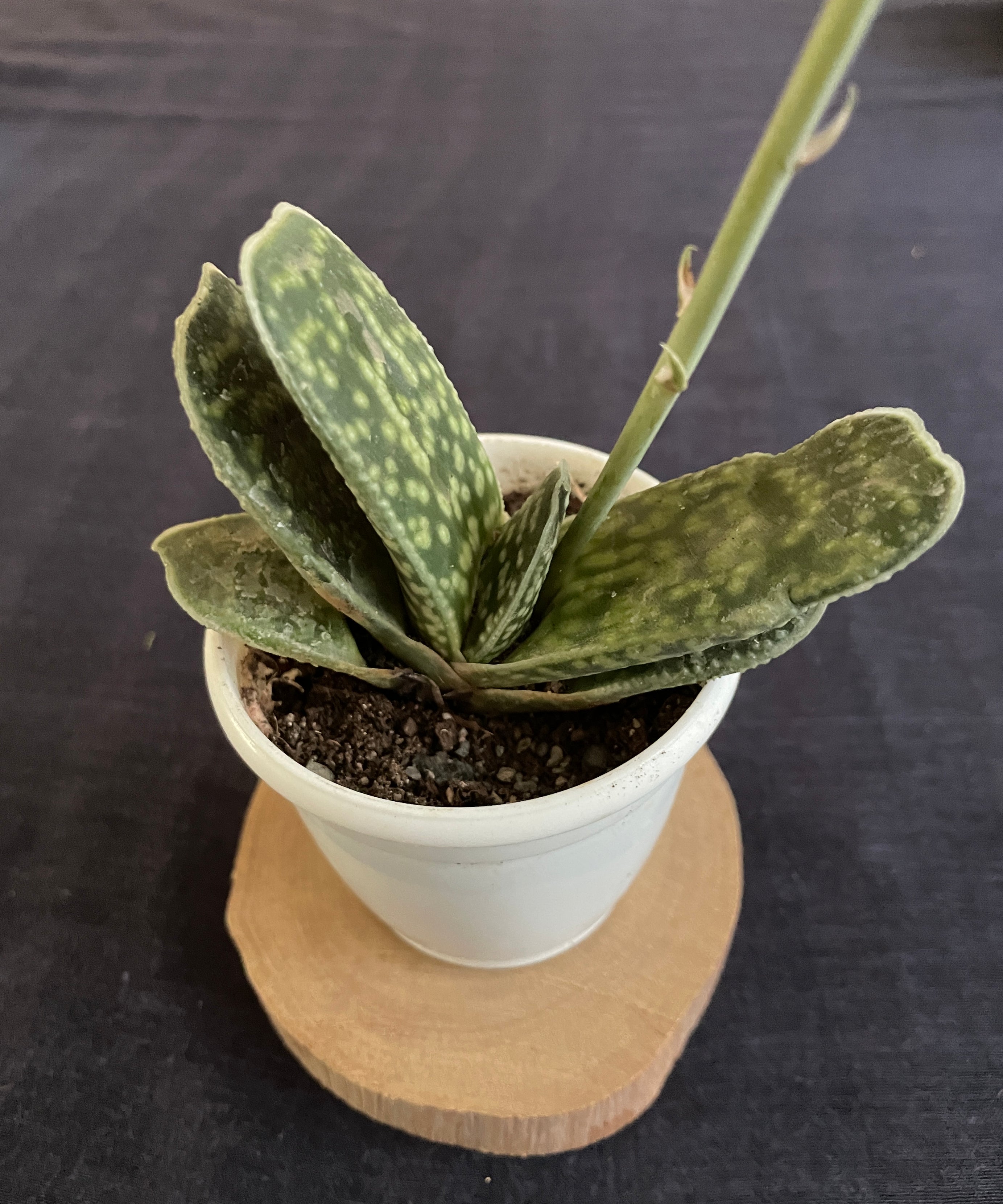 Gasteria disticha
