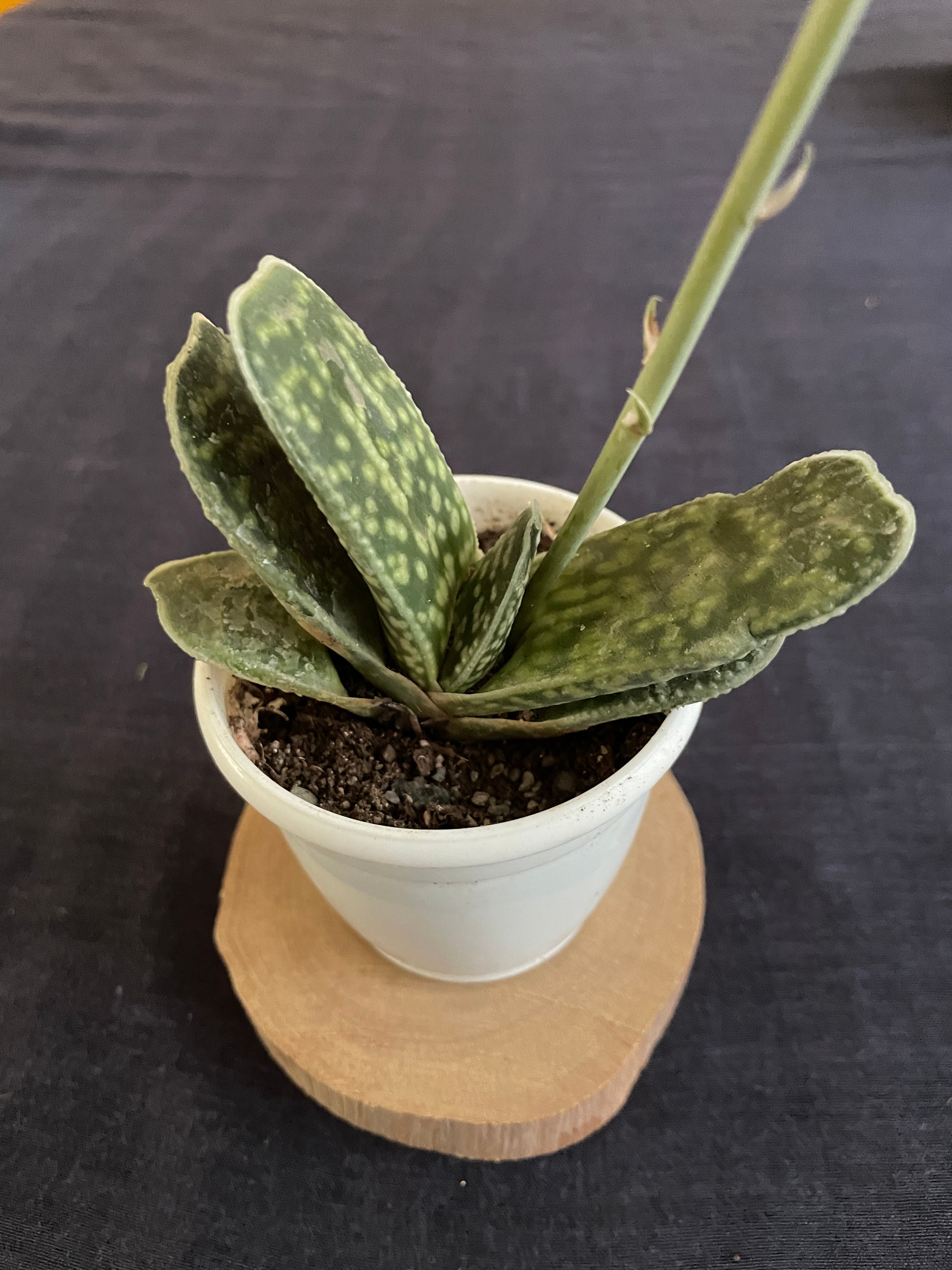 Gasteria disticha
