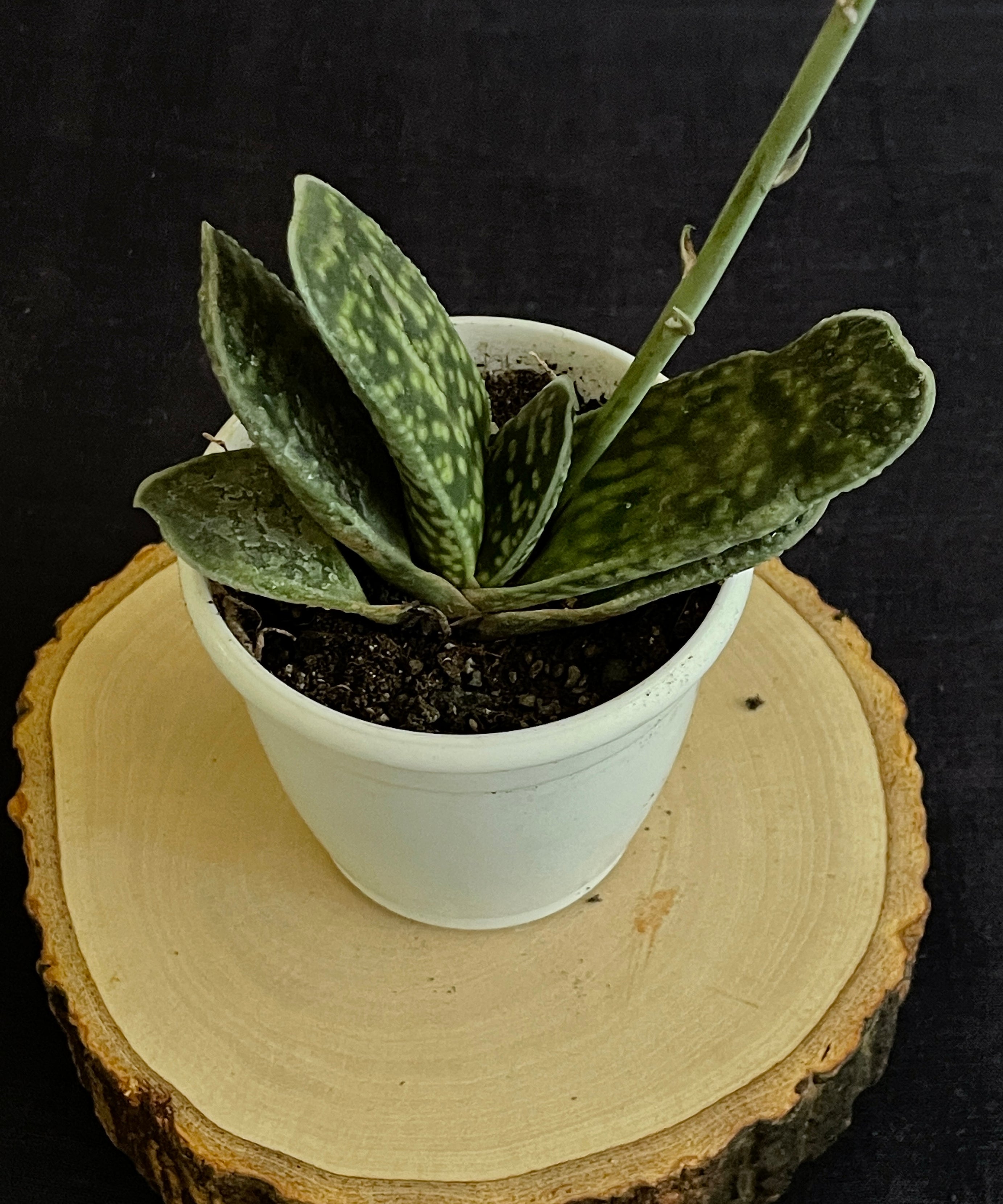 Gasteria disticha
