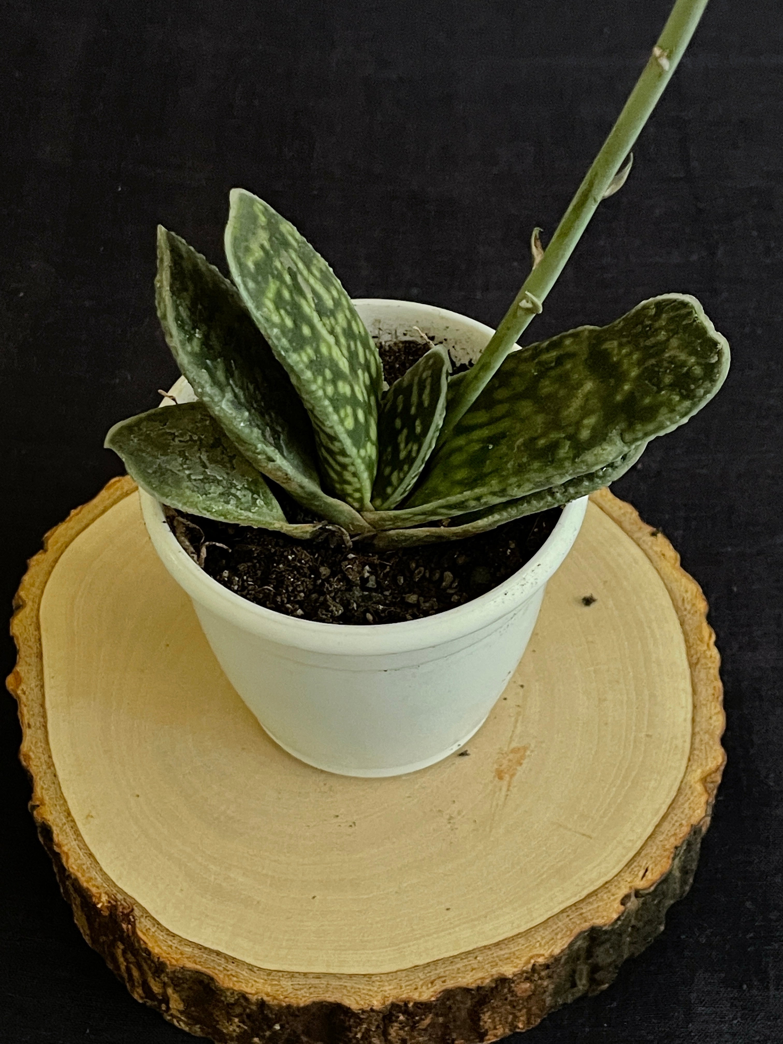 Gasteria disticha
