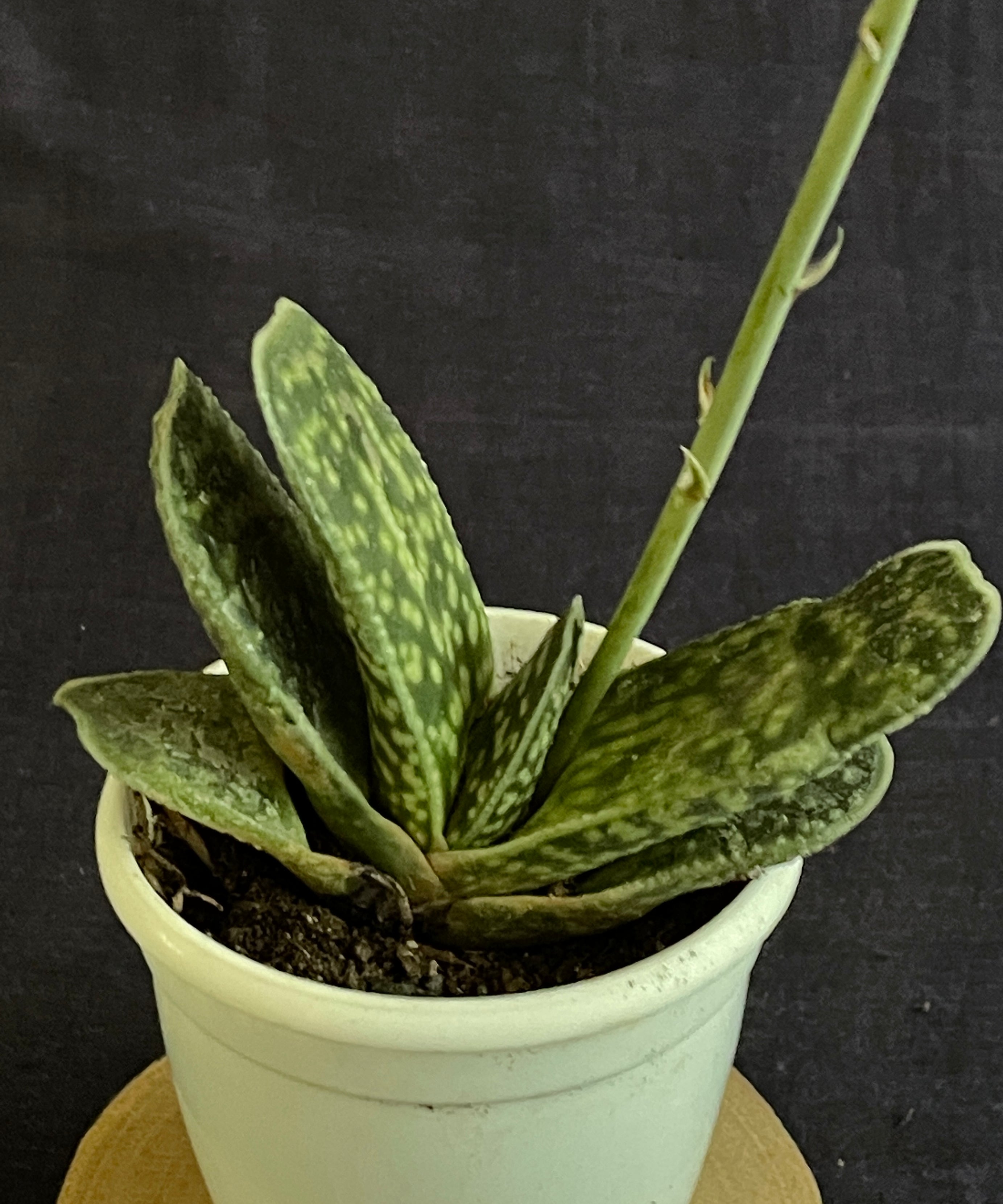 Gasteria disticha
