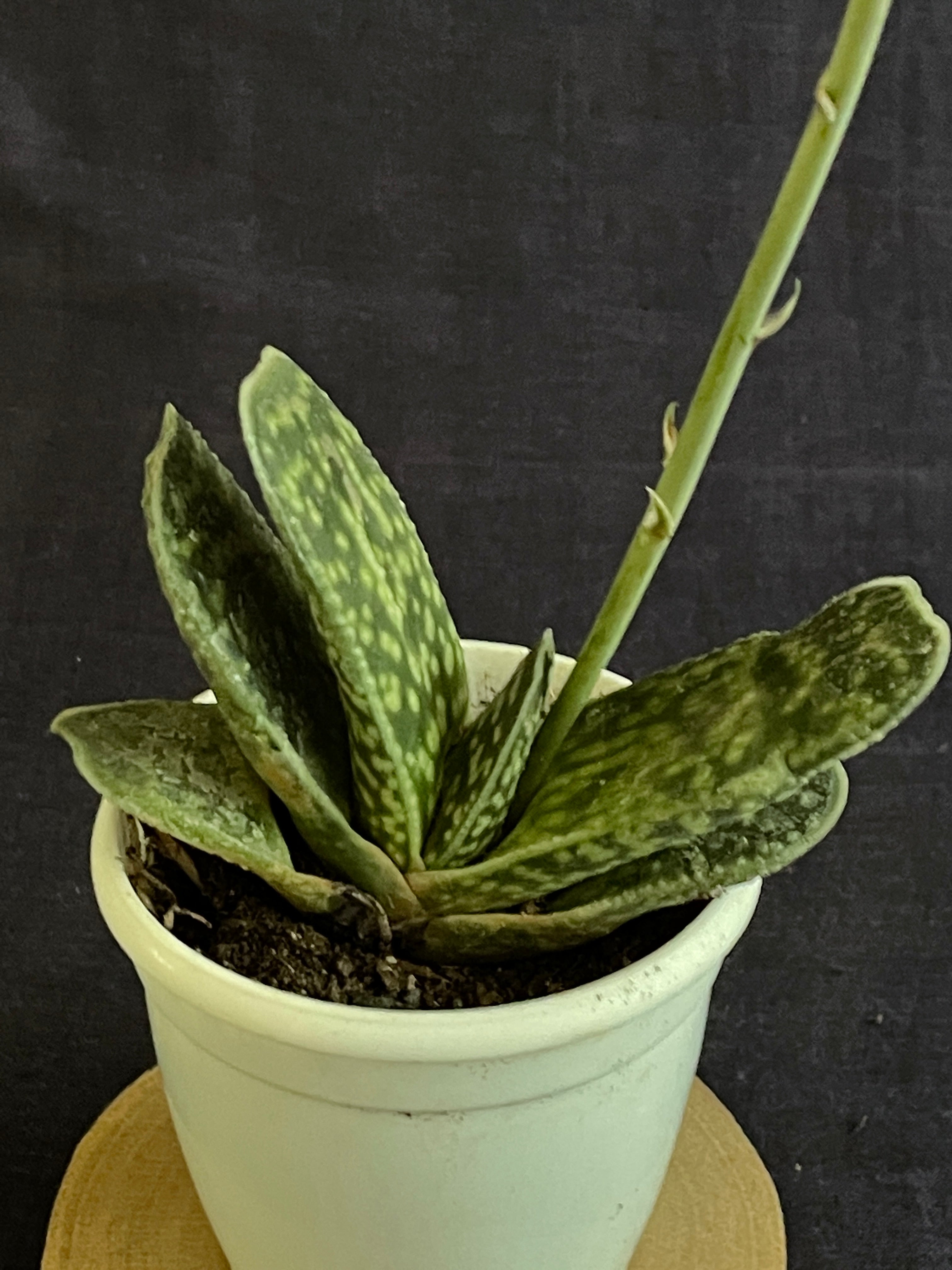 Gasteria disticha
