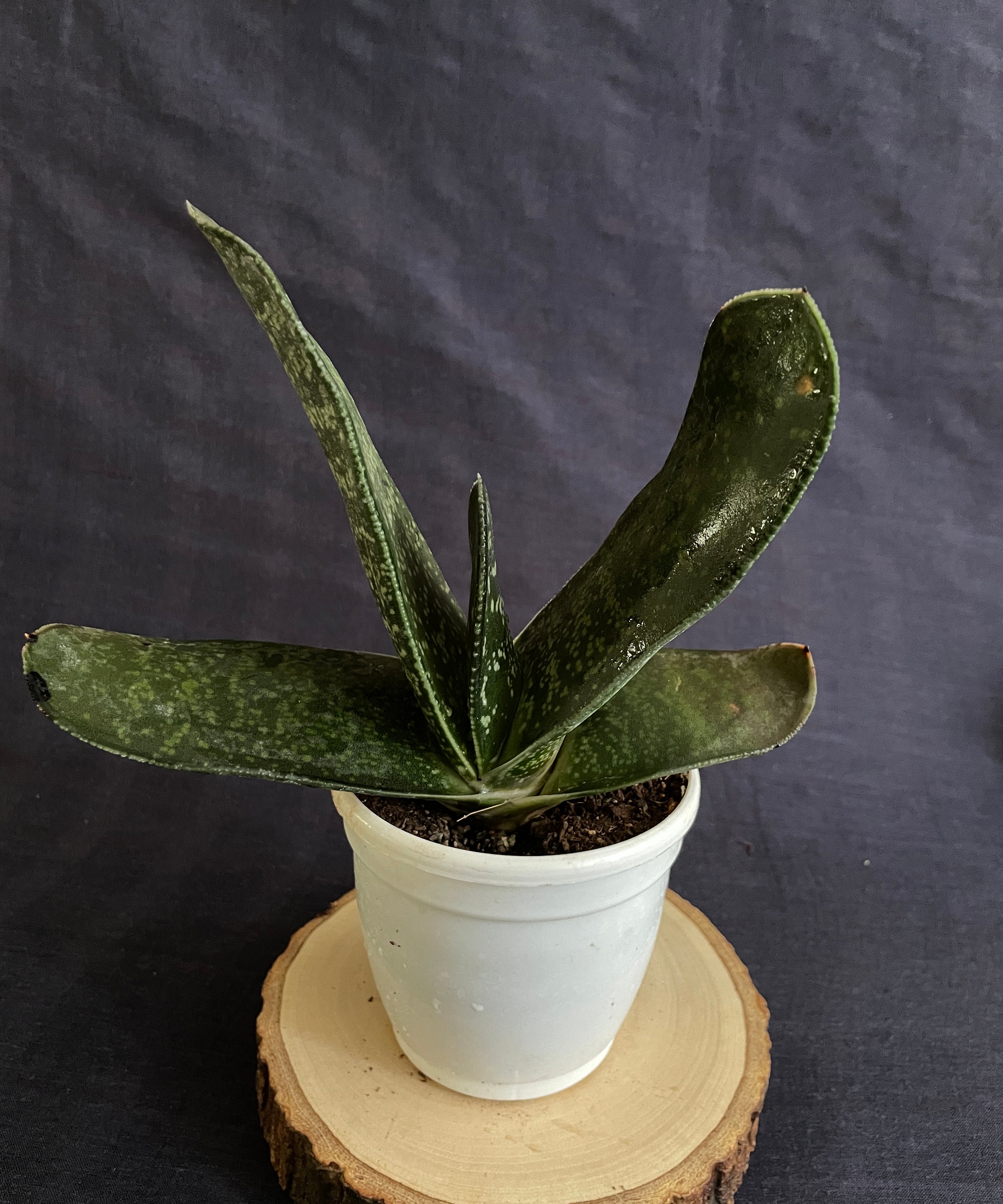 Gasteria maculata