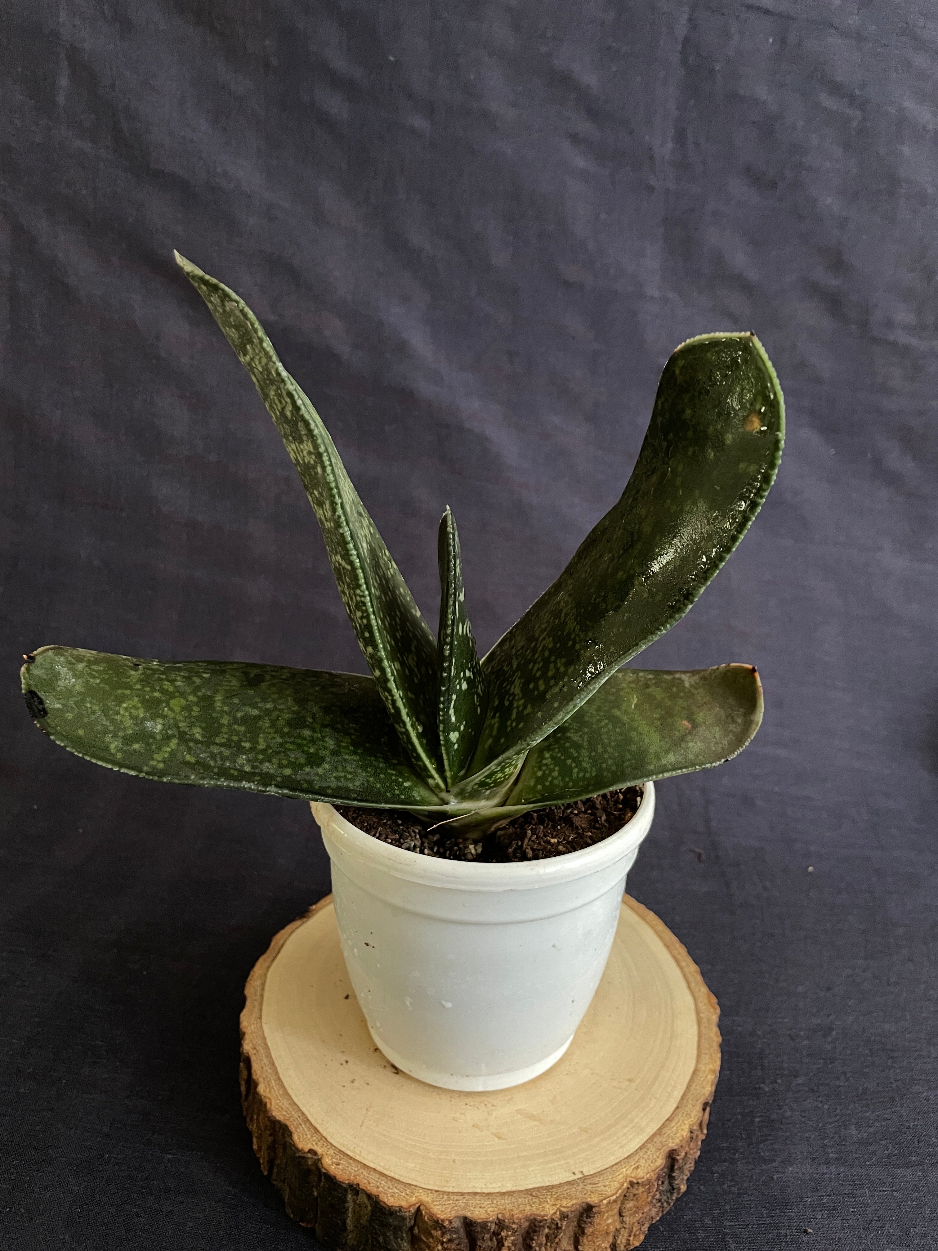 Gasteria maculata