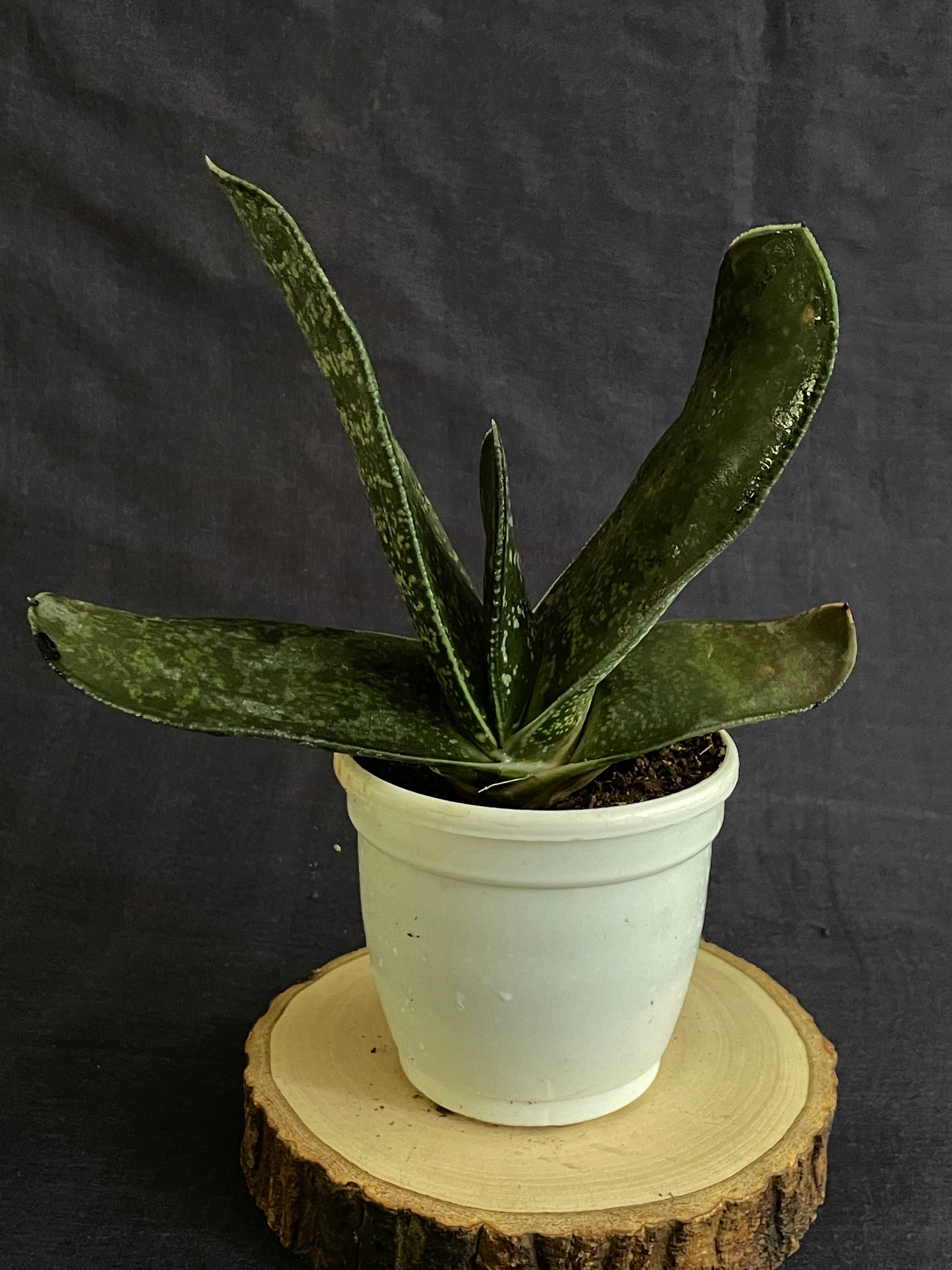 Gasteria maculata