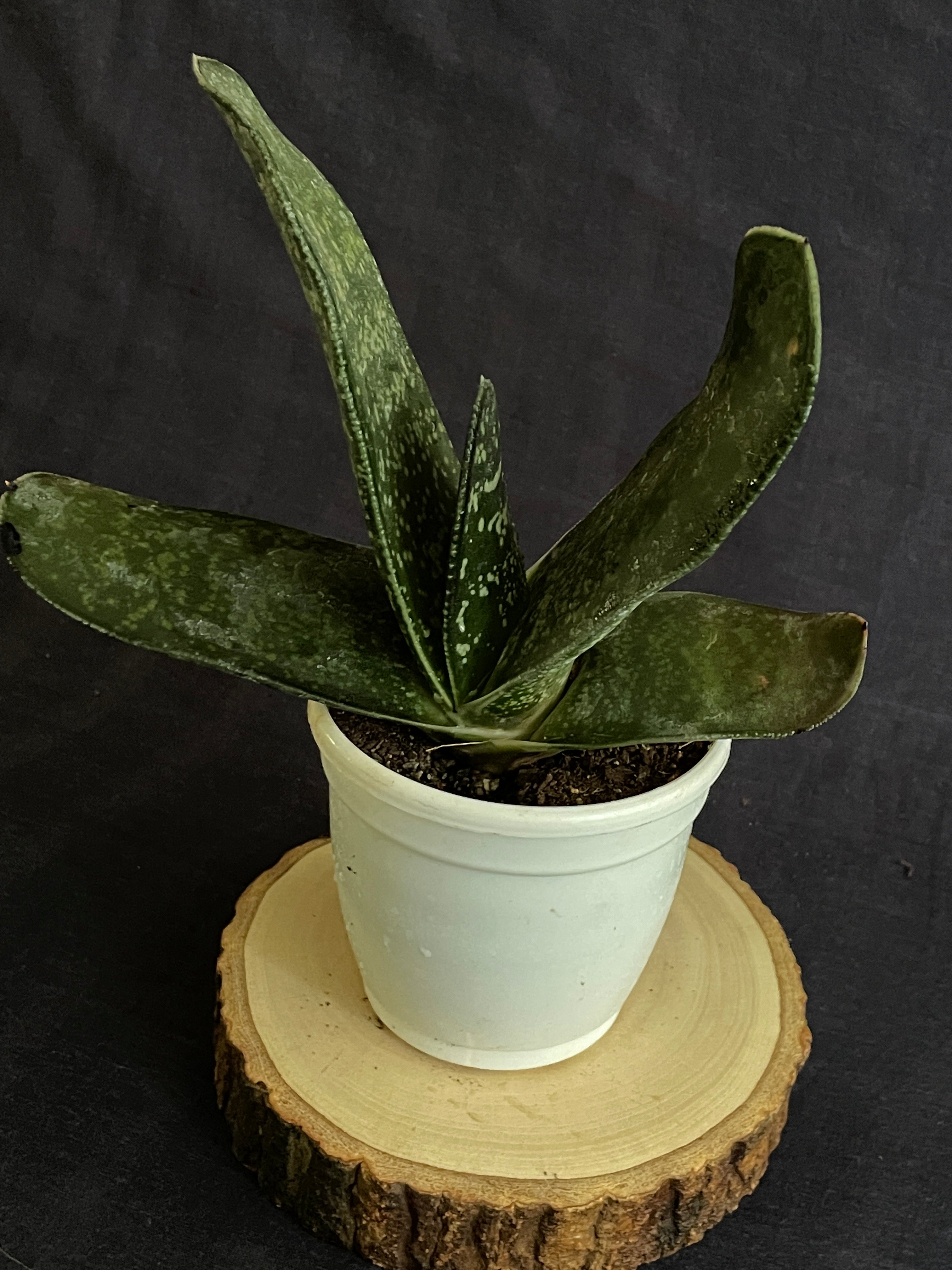 Gasteria maculata