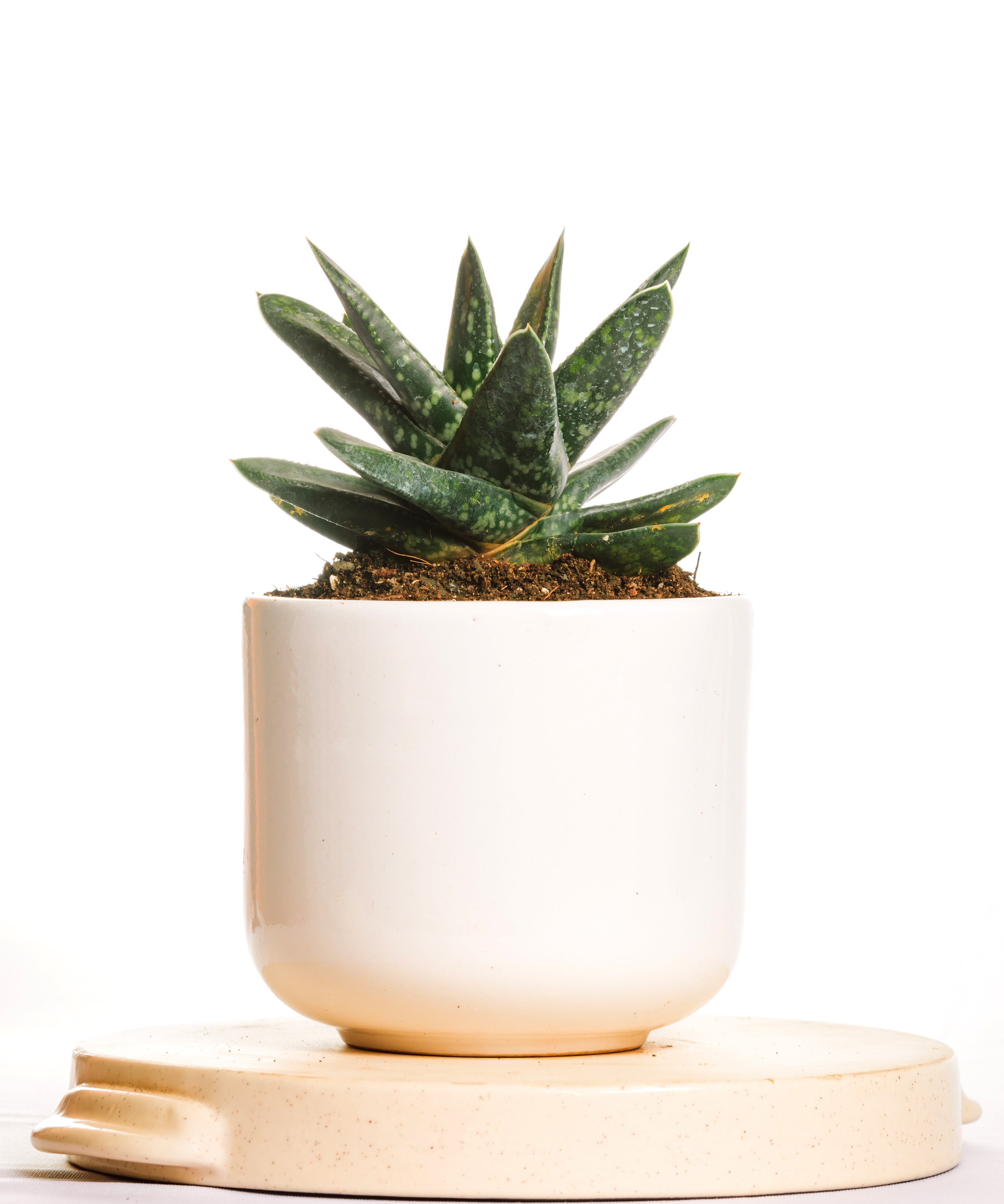 Gasteria nitida Hybrid