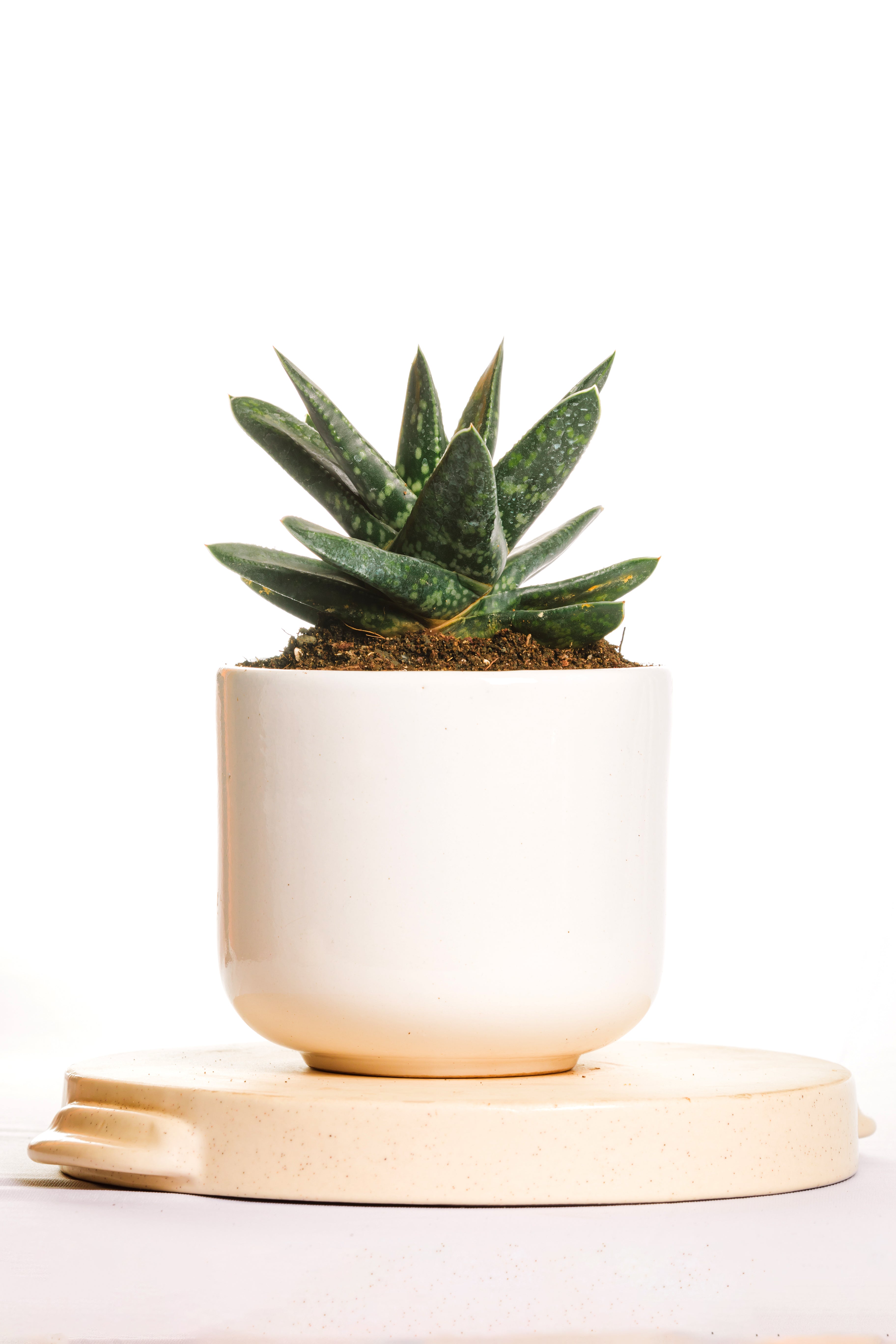Gasteria nitida Hybrid