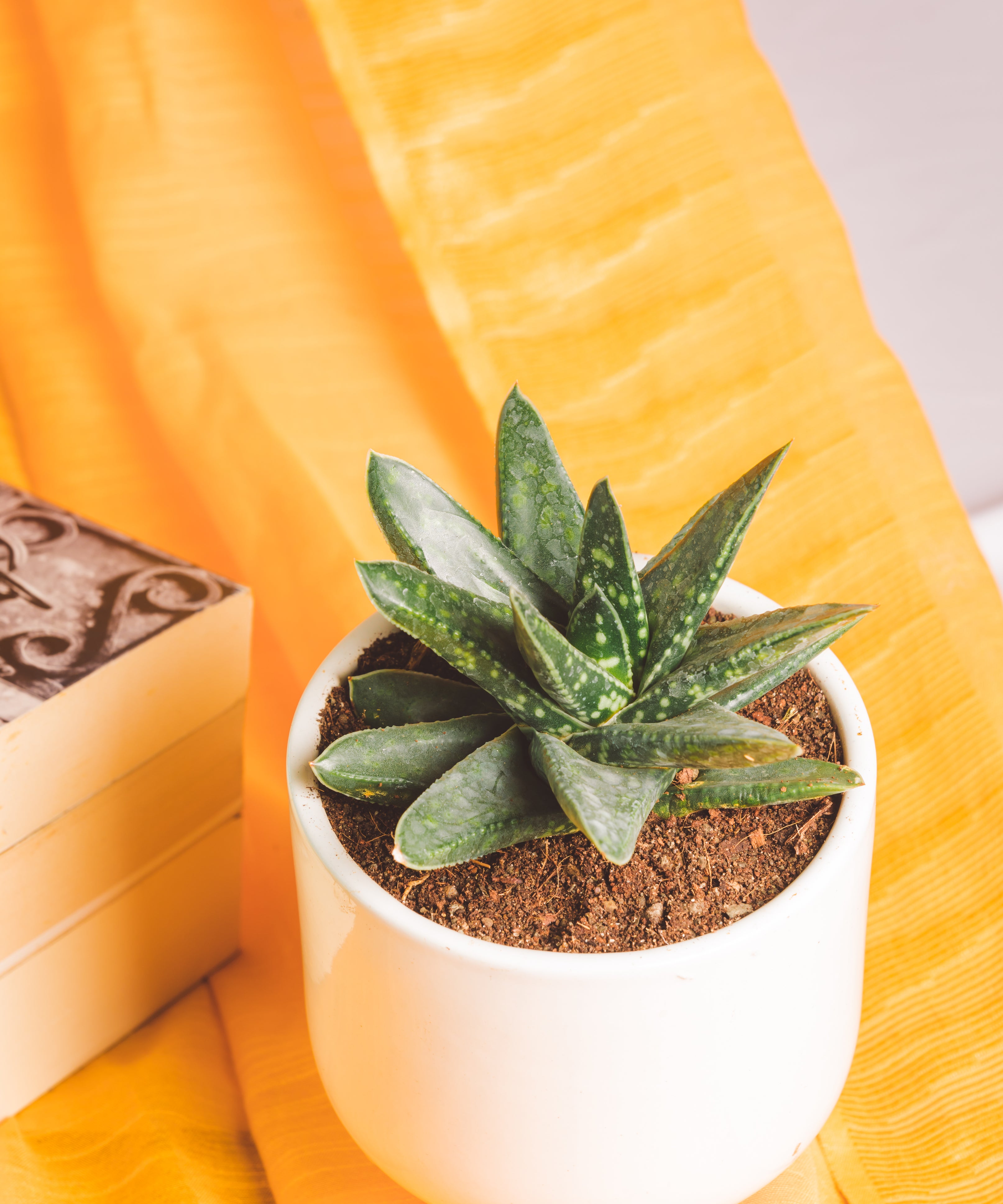 Gasteria nitida Hybrid