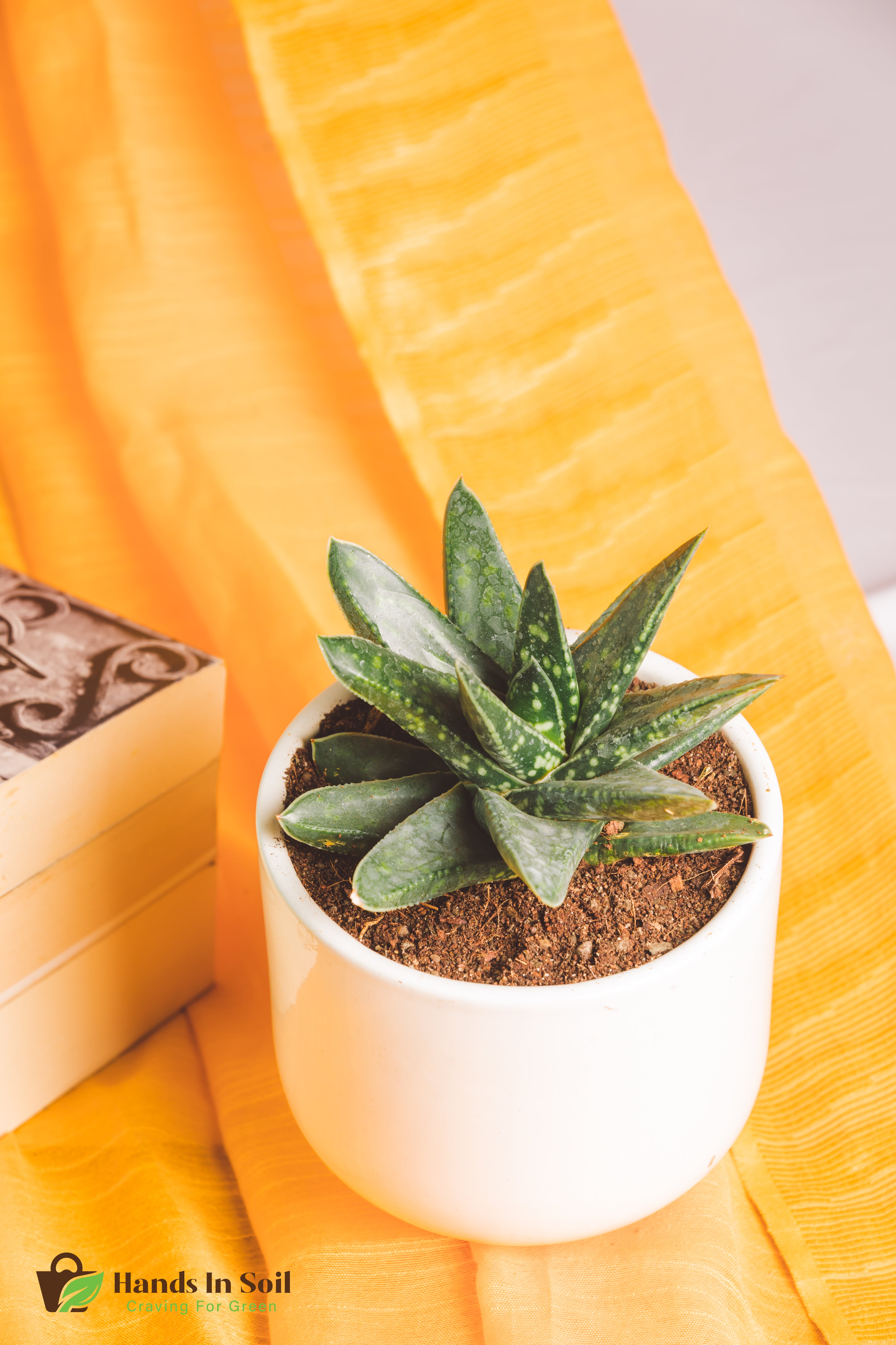 Gasteria nitida Hybrid