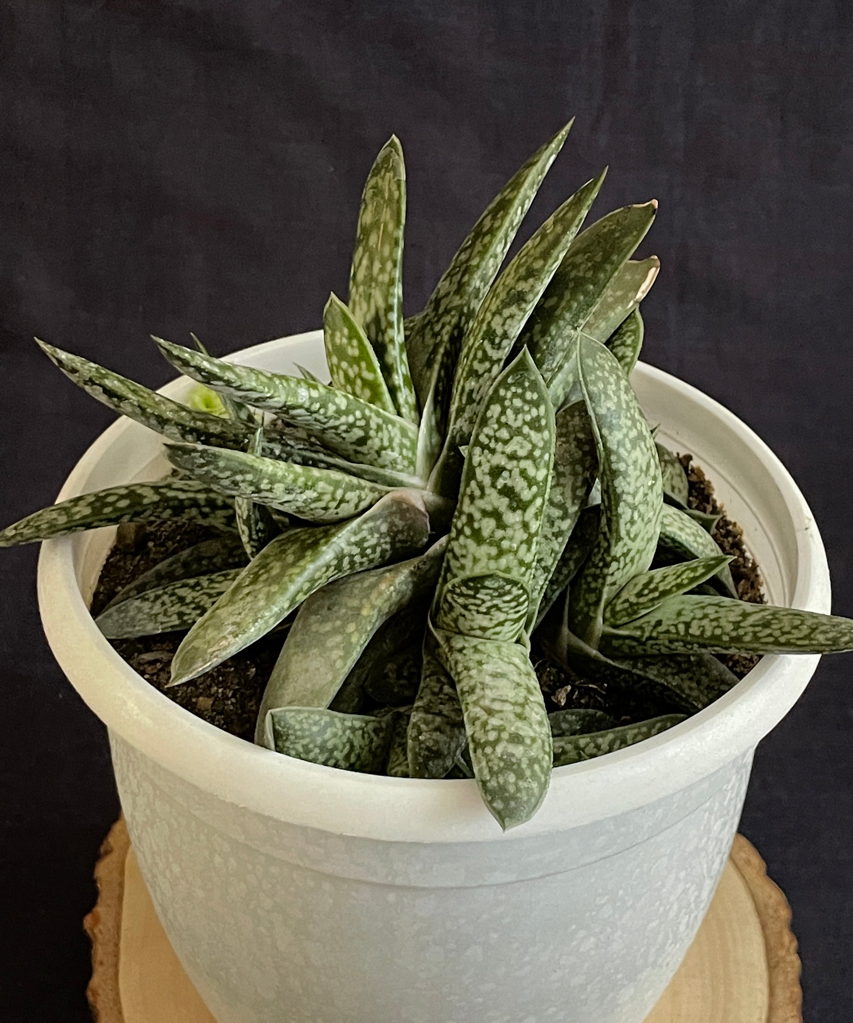 Gasteria obliqua
