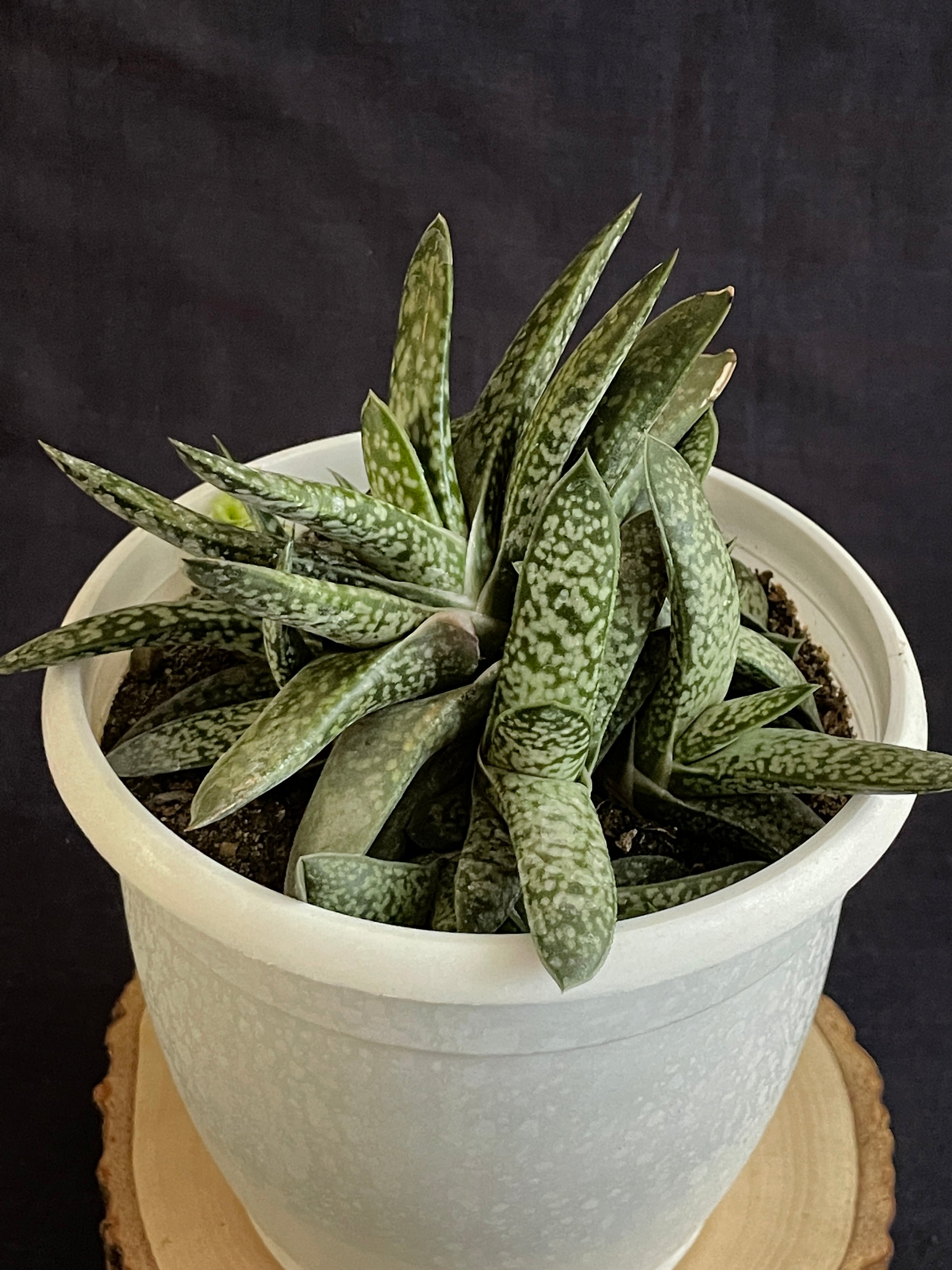 Gasteria obliqua

