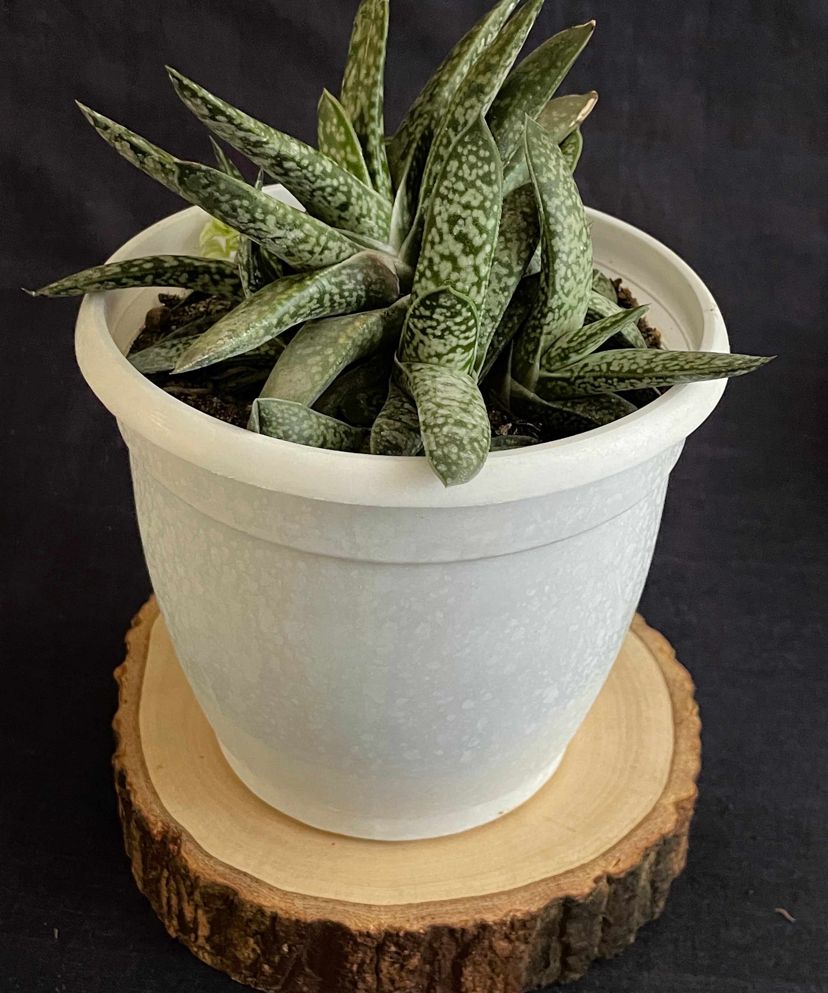 Gasteria obliqua
