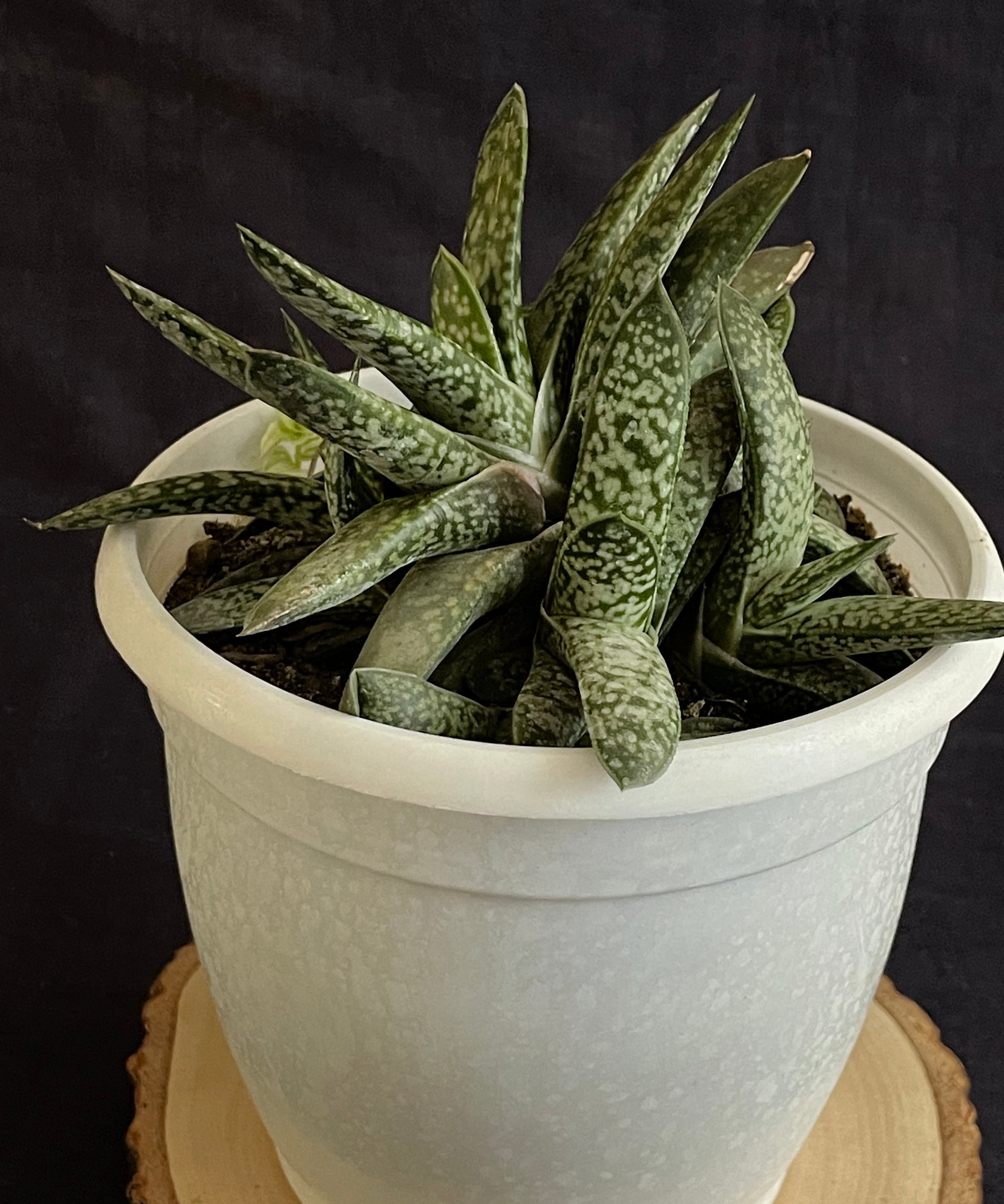 Gasteria obliqua

