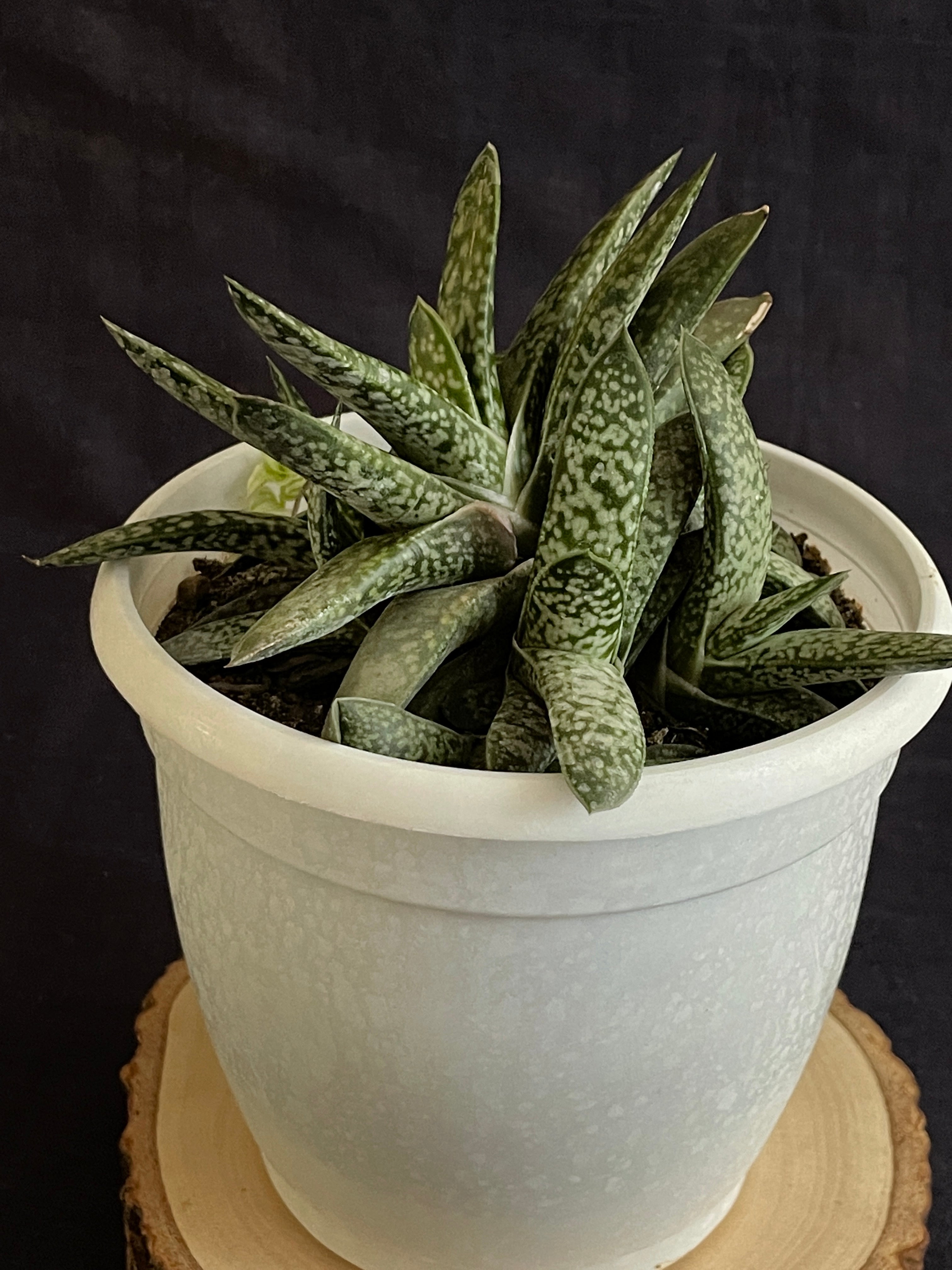 Gasteria obliqua
