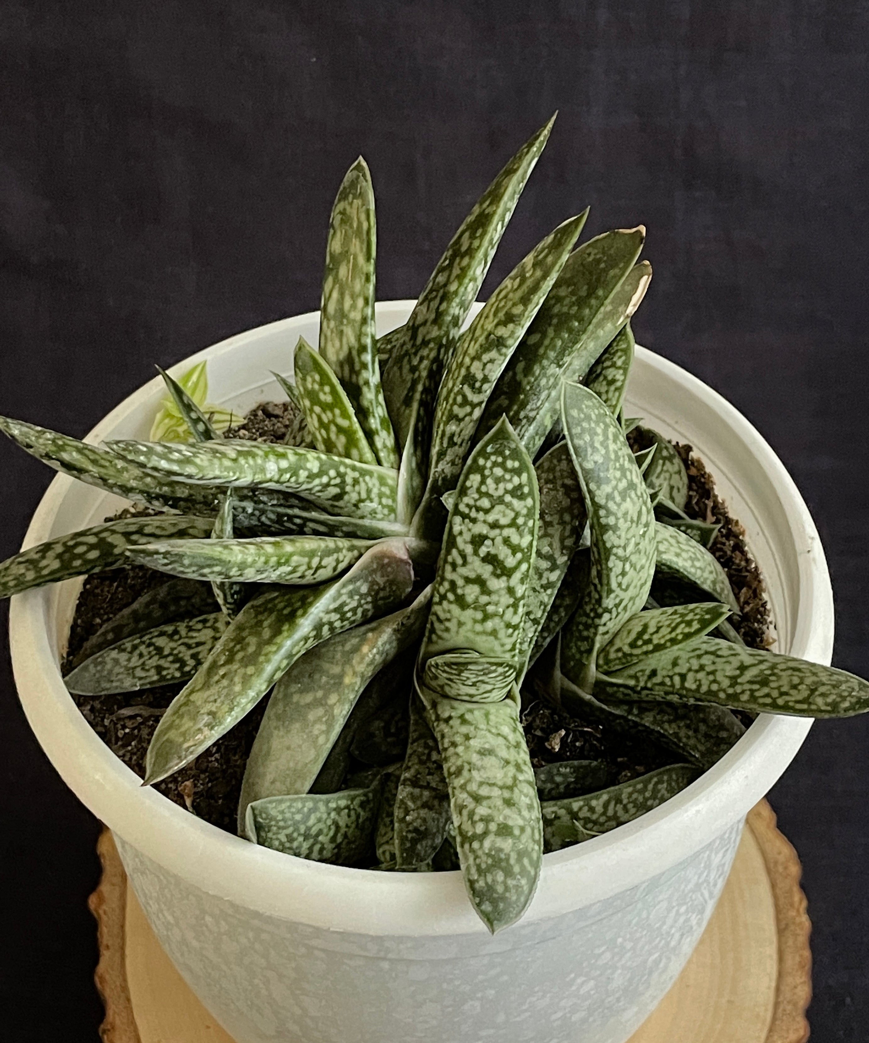 Gasteria obliqua
