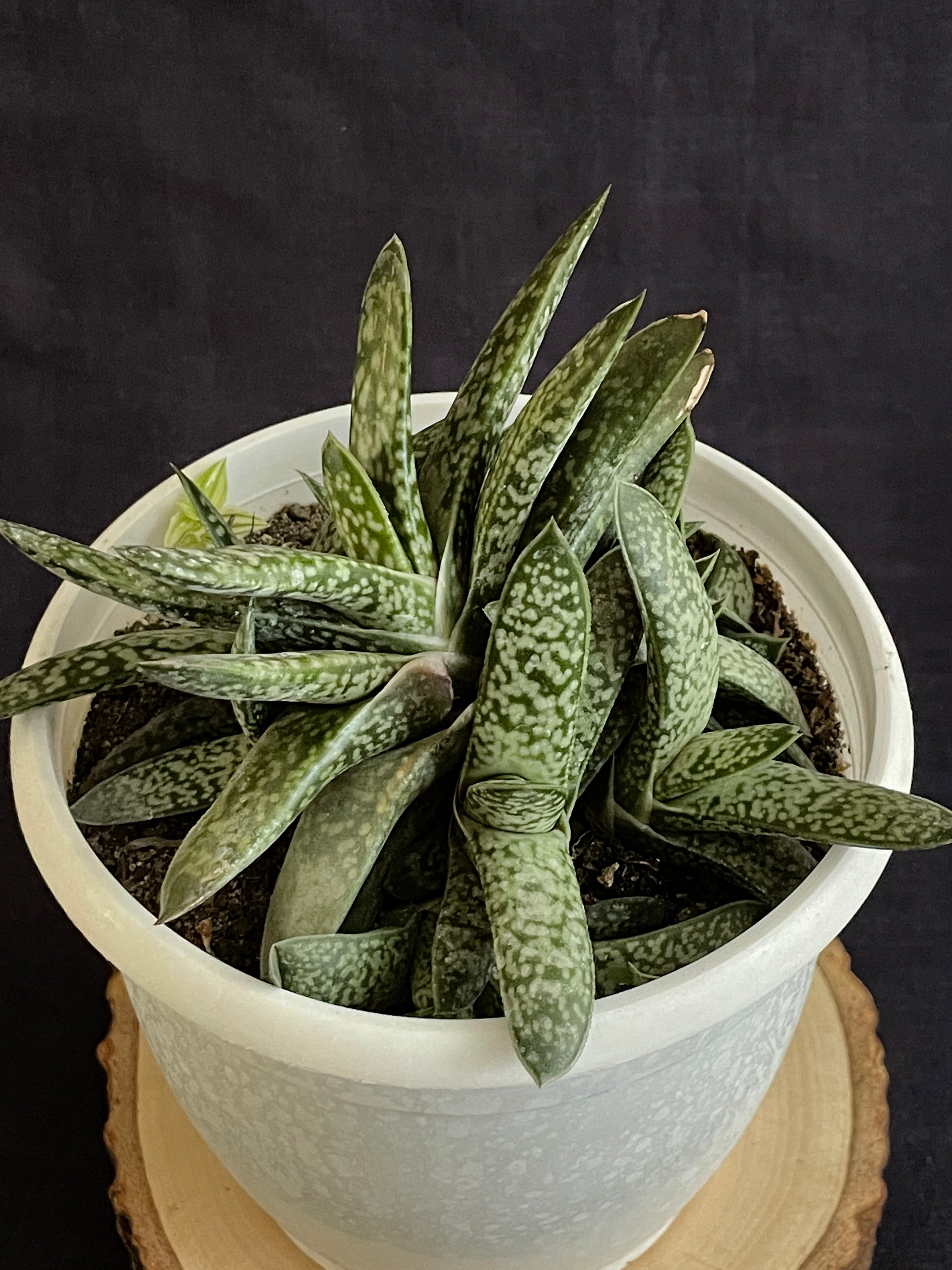 Gasteria obliqua
