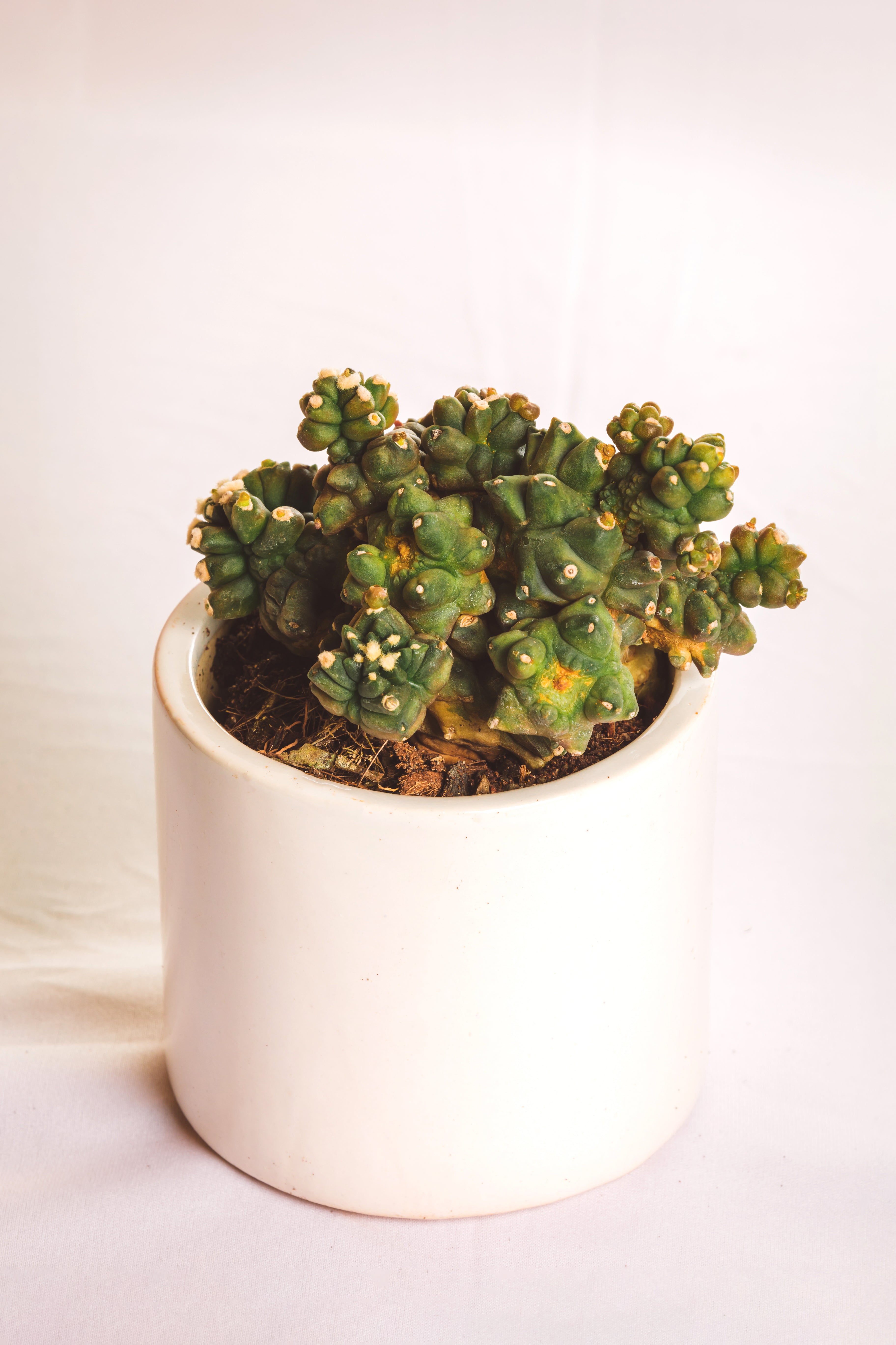 Gymnocalycium Kiko Moonstone