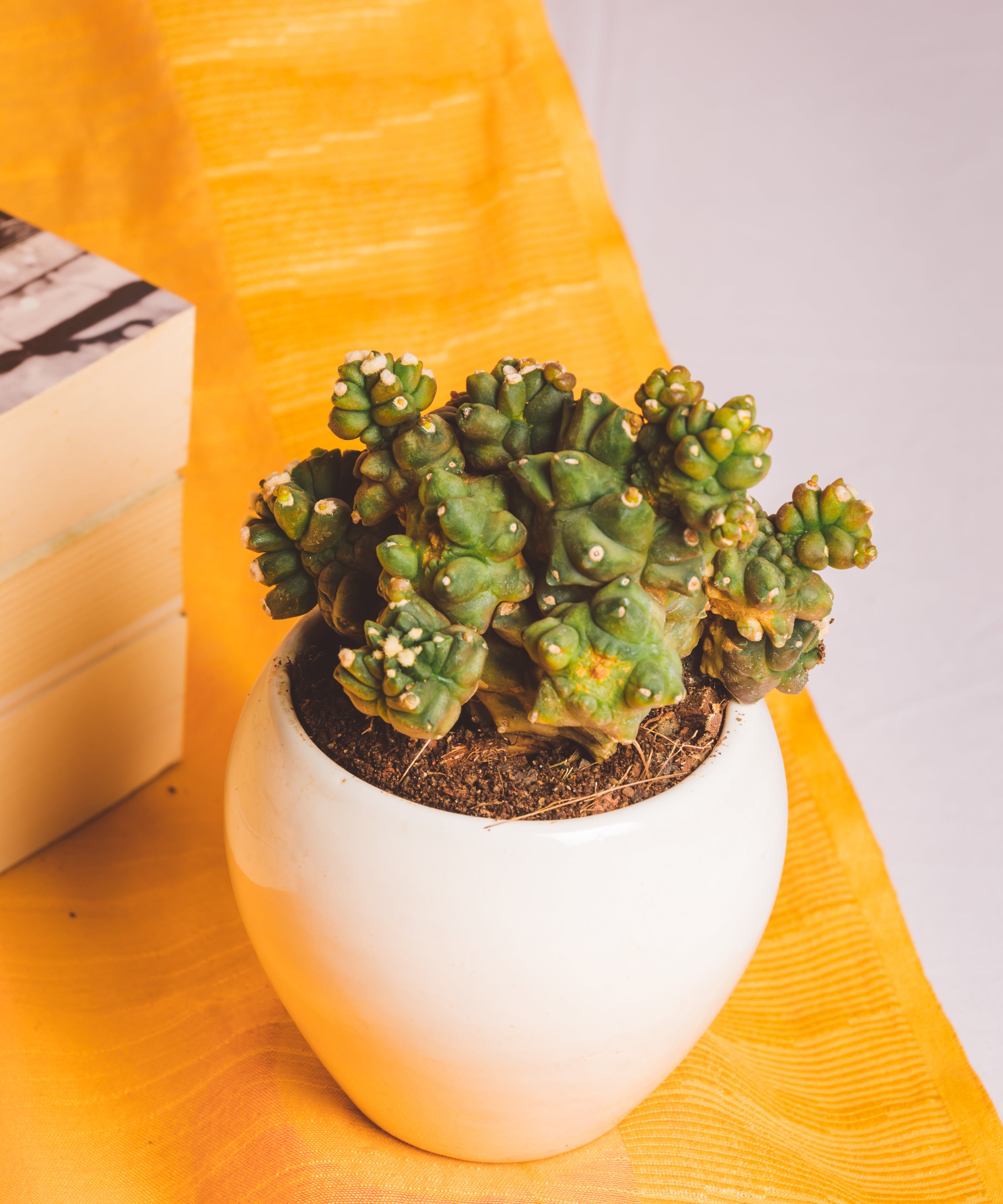 Gymnocalycium Kiko Moonstone