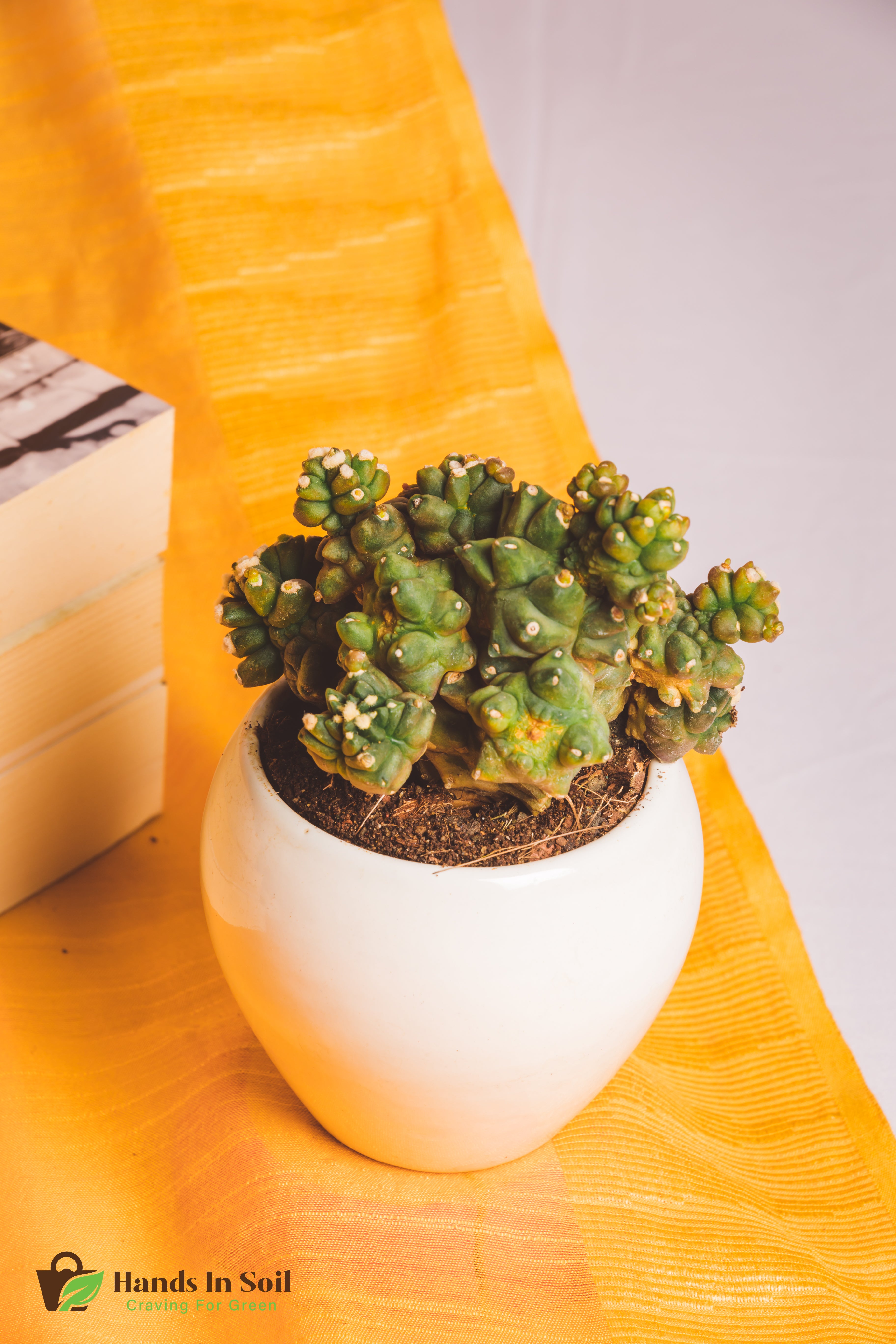 Gymnocalycium Kiko Moonstone