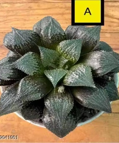 Haworthia Hybrid A
