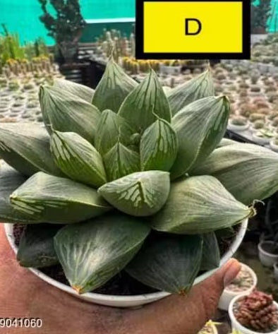 Haworthia Hybrid D