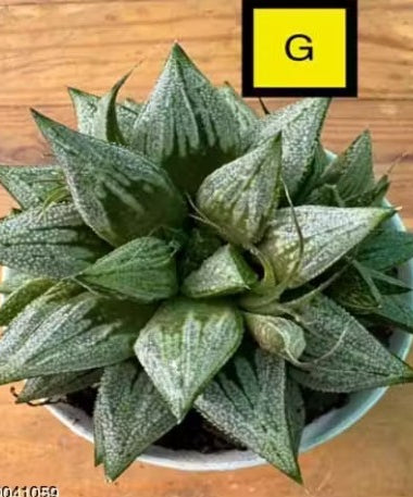 Haworthia Hybrid G