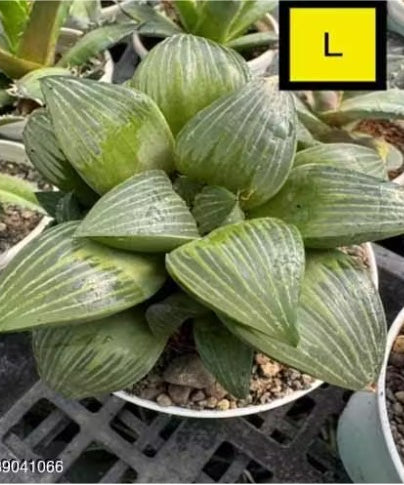Haworthia Hybrid L