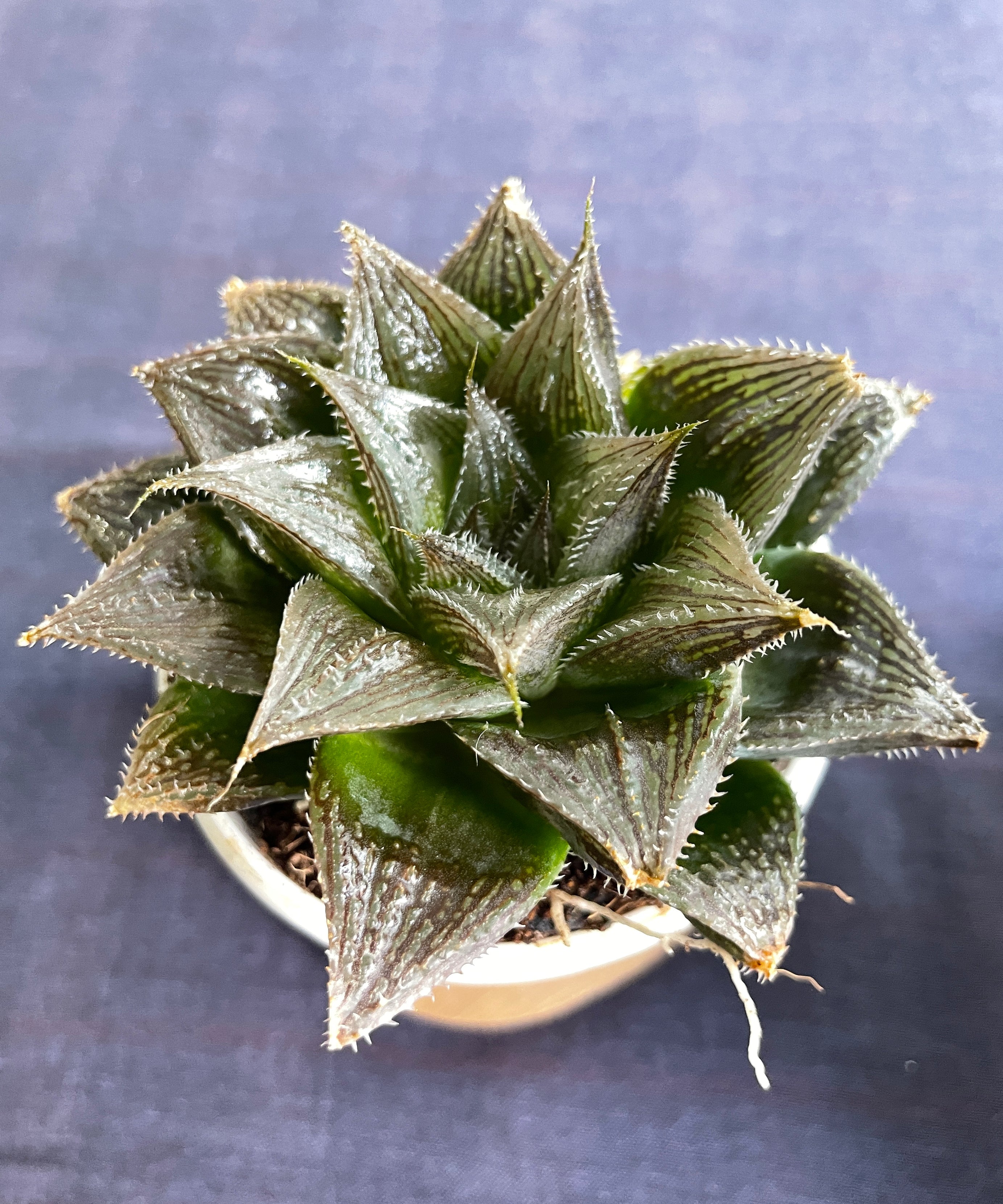 Haworthia Hairy 15