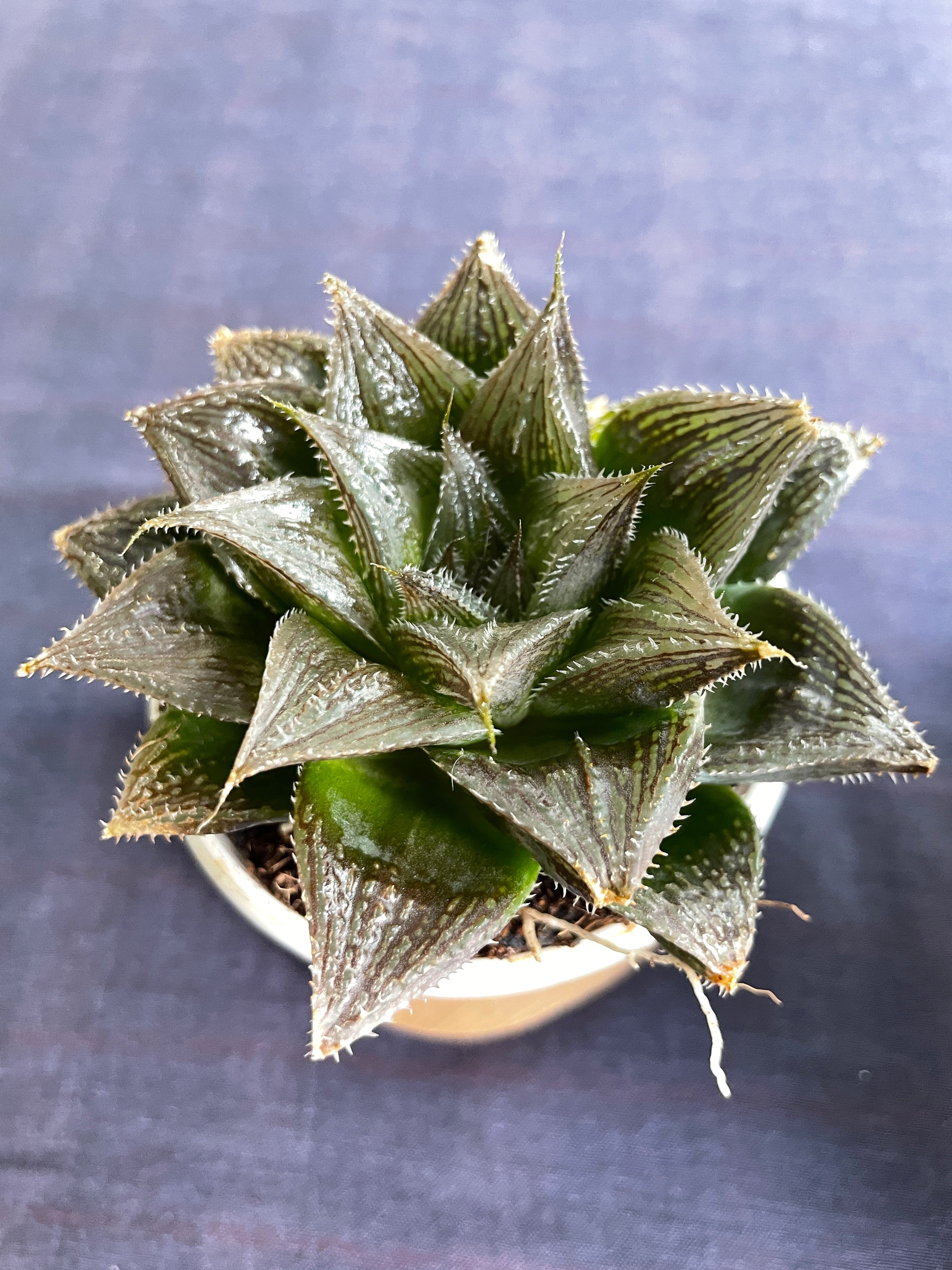 Haworthia Hairy 15