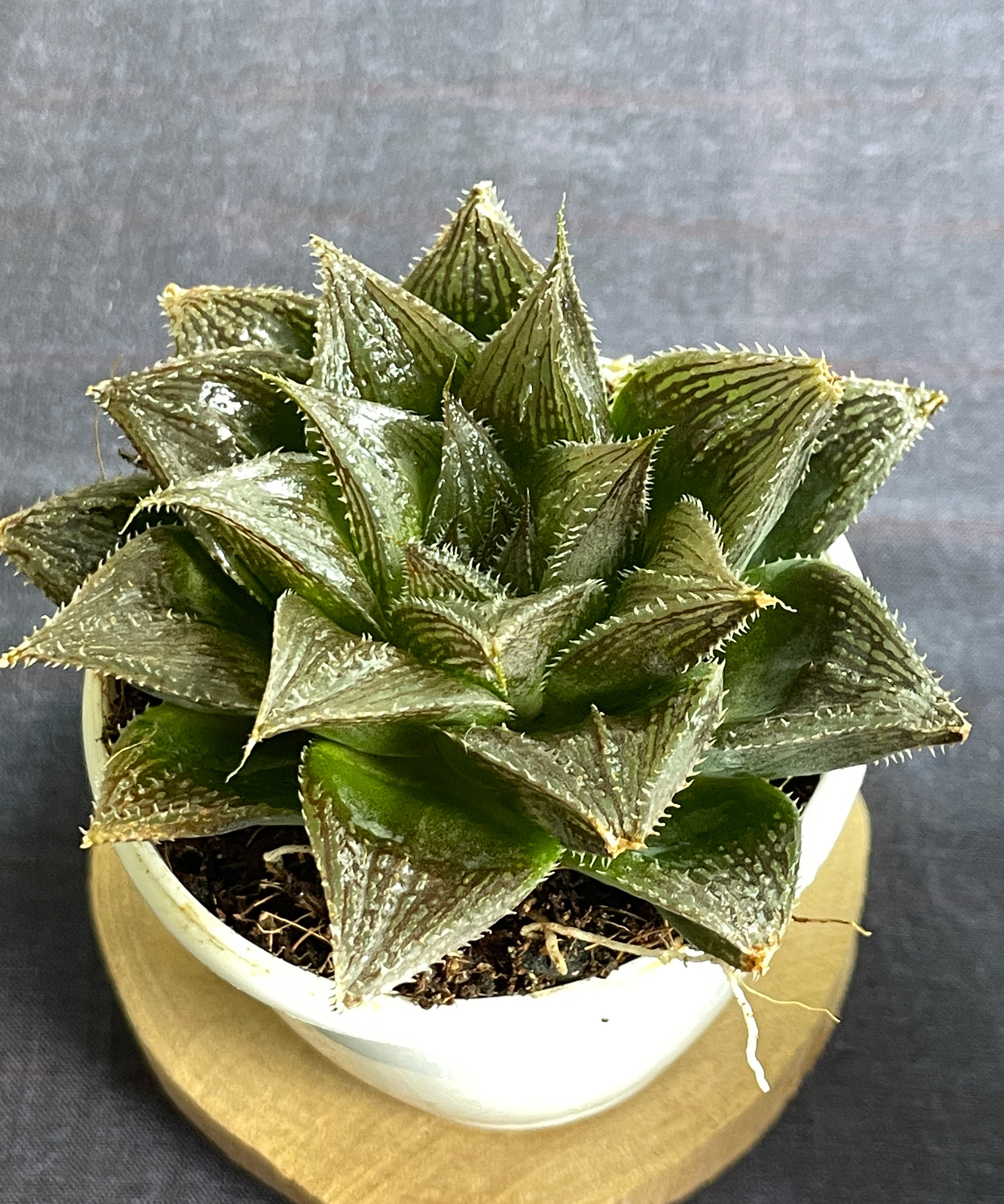 Haworthia Hairy 15
