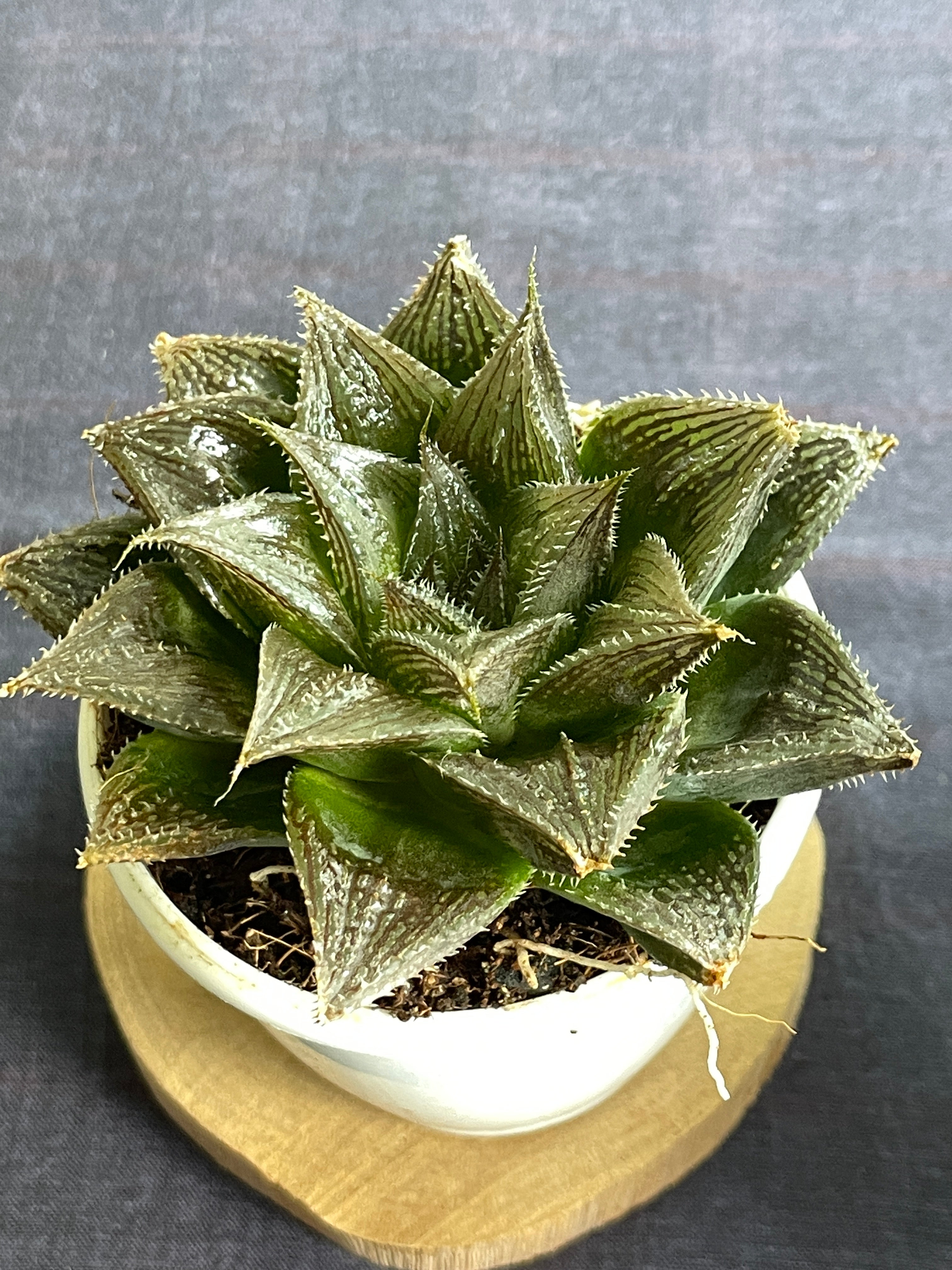 Haworthia Hairy 15