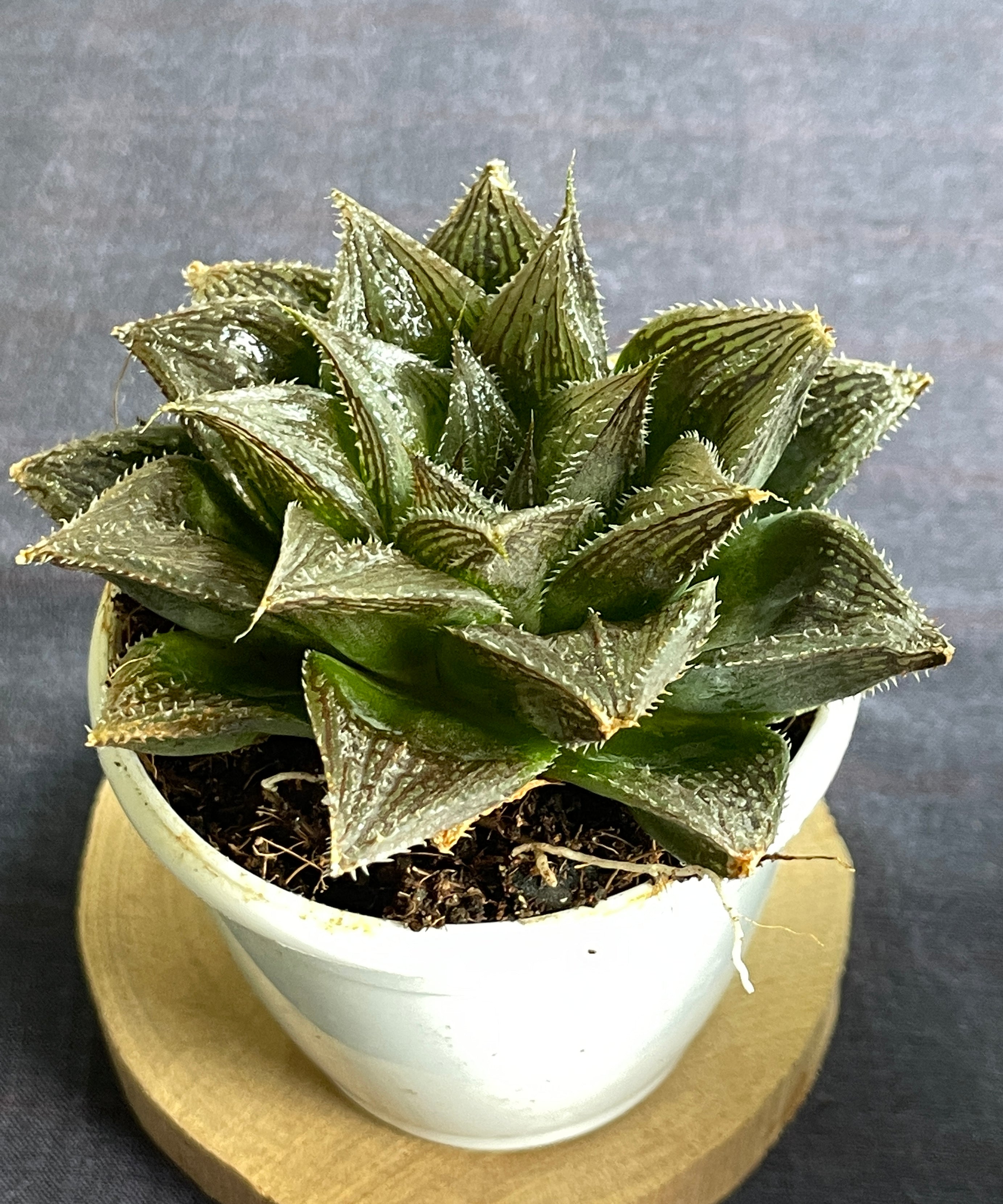 Haworthia Hairy 15